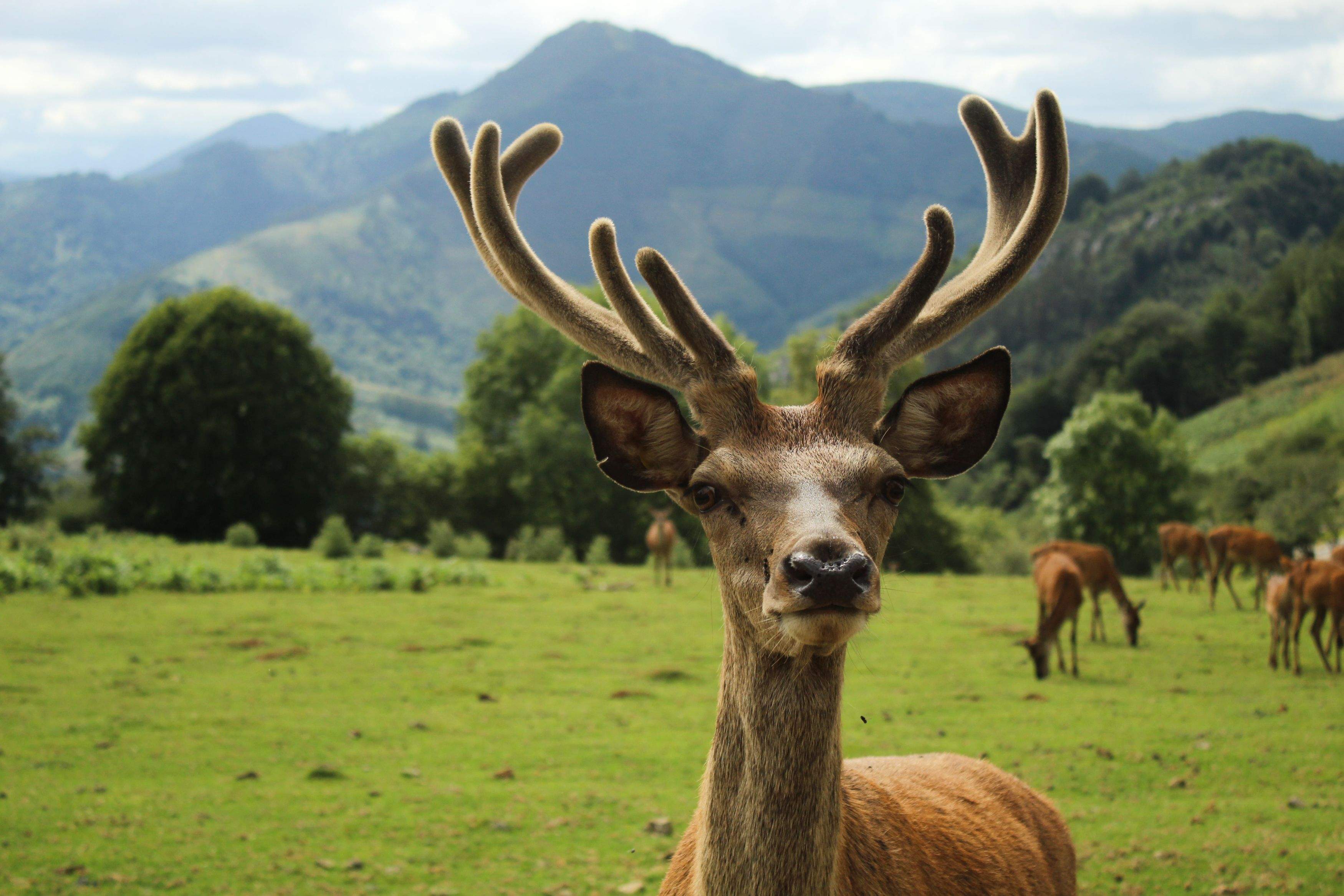Hipnosi · Pagorriaga, País Basc  FOTO: Sara  Huerga Asensio