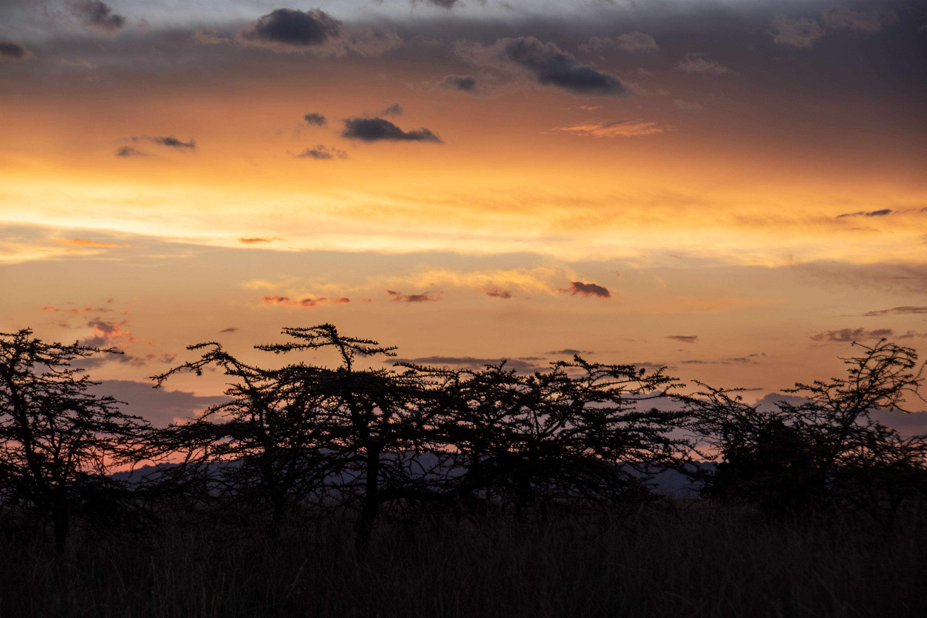 Hakuna Matata · Masai Mara, Kenia, Àfrica  FOTO: Laia Gassó Araiz