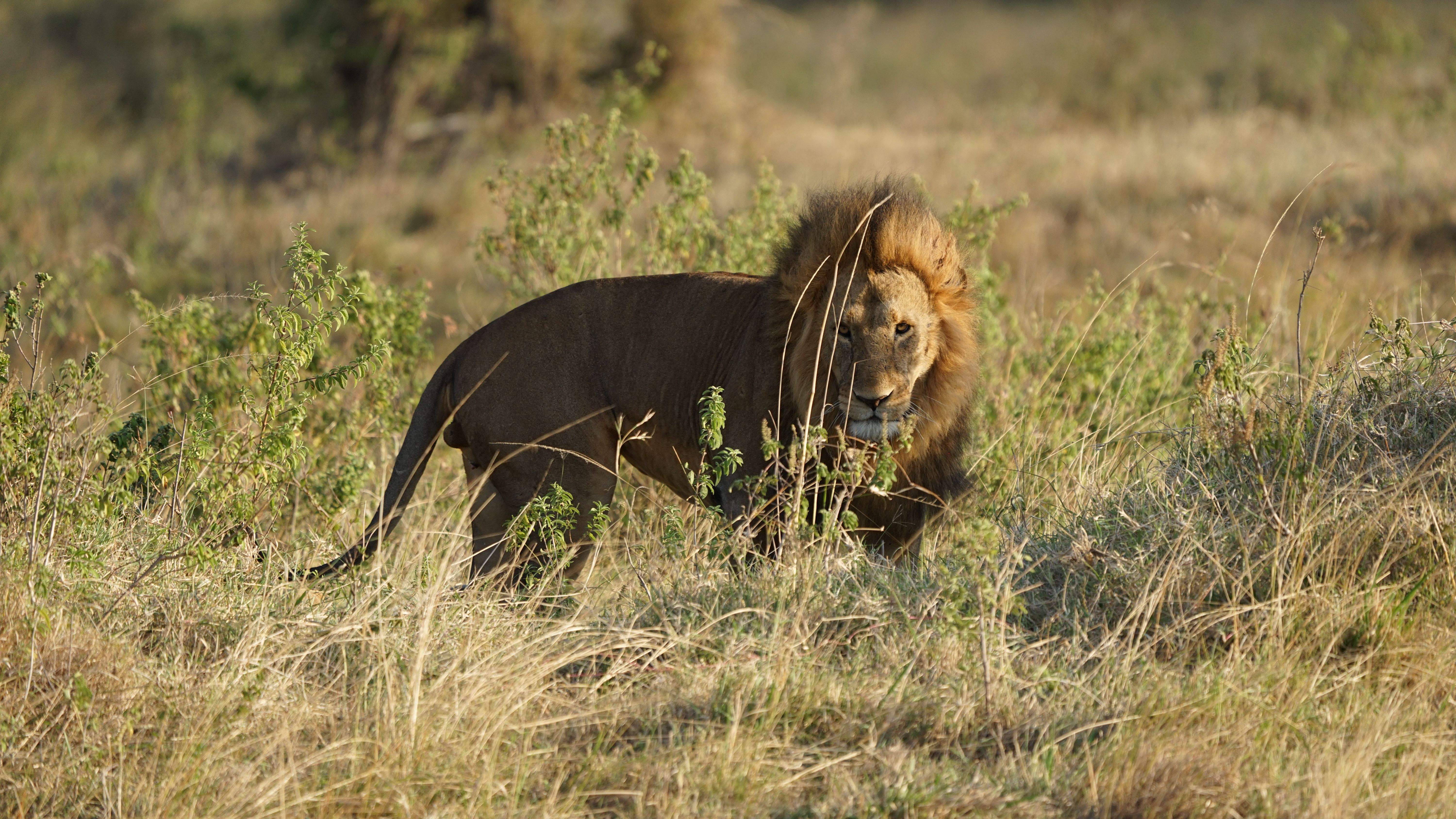 King · Kenia FOTO: Joan Bustamante Senabre