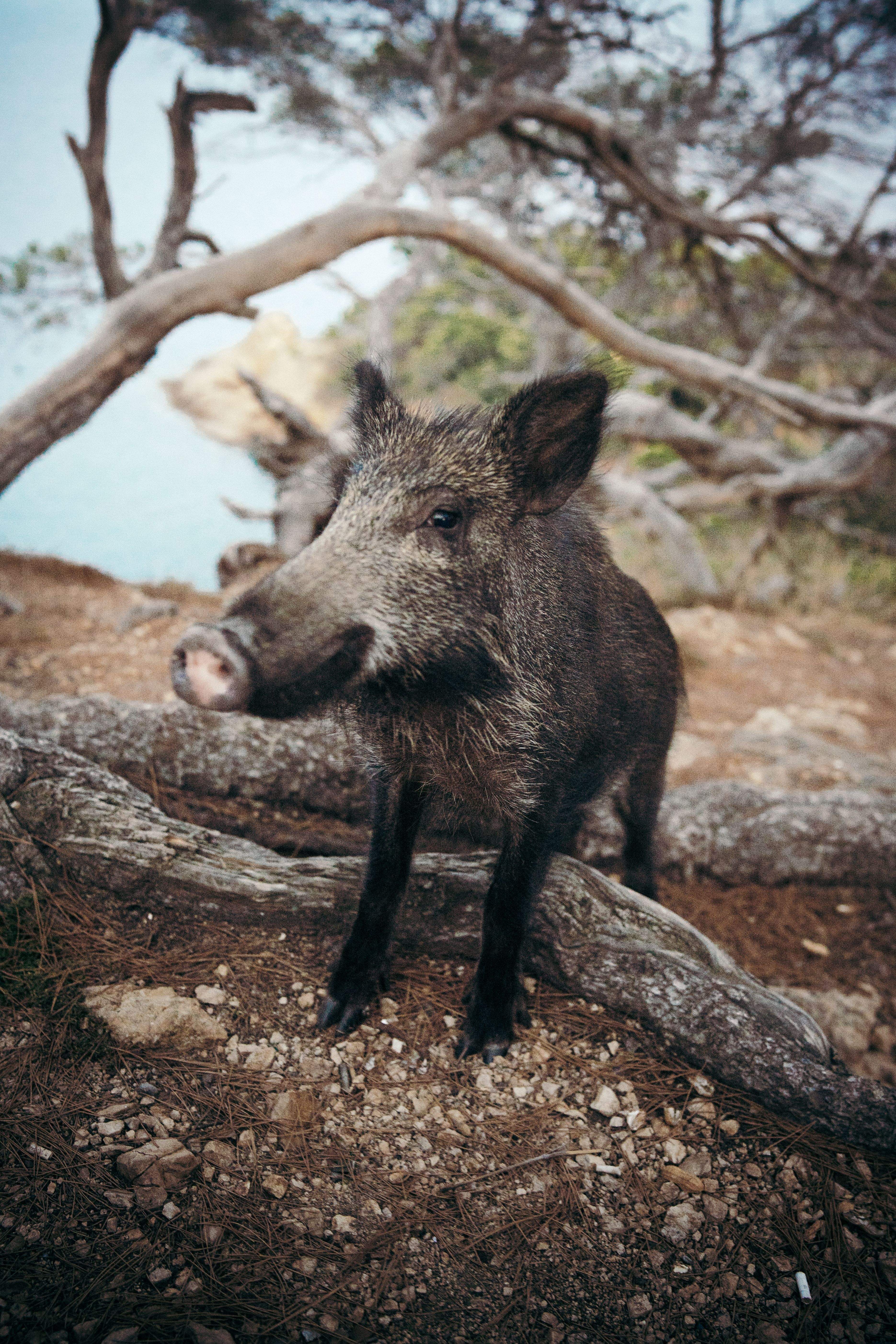 La paraula del bosc · Tossa de Mar FOTO: Alex Puig Ros