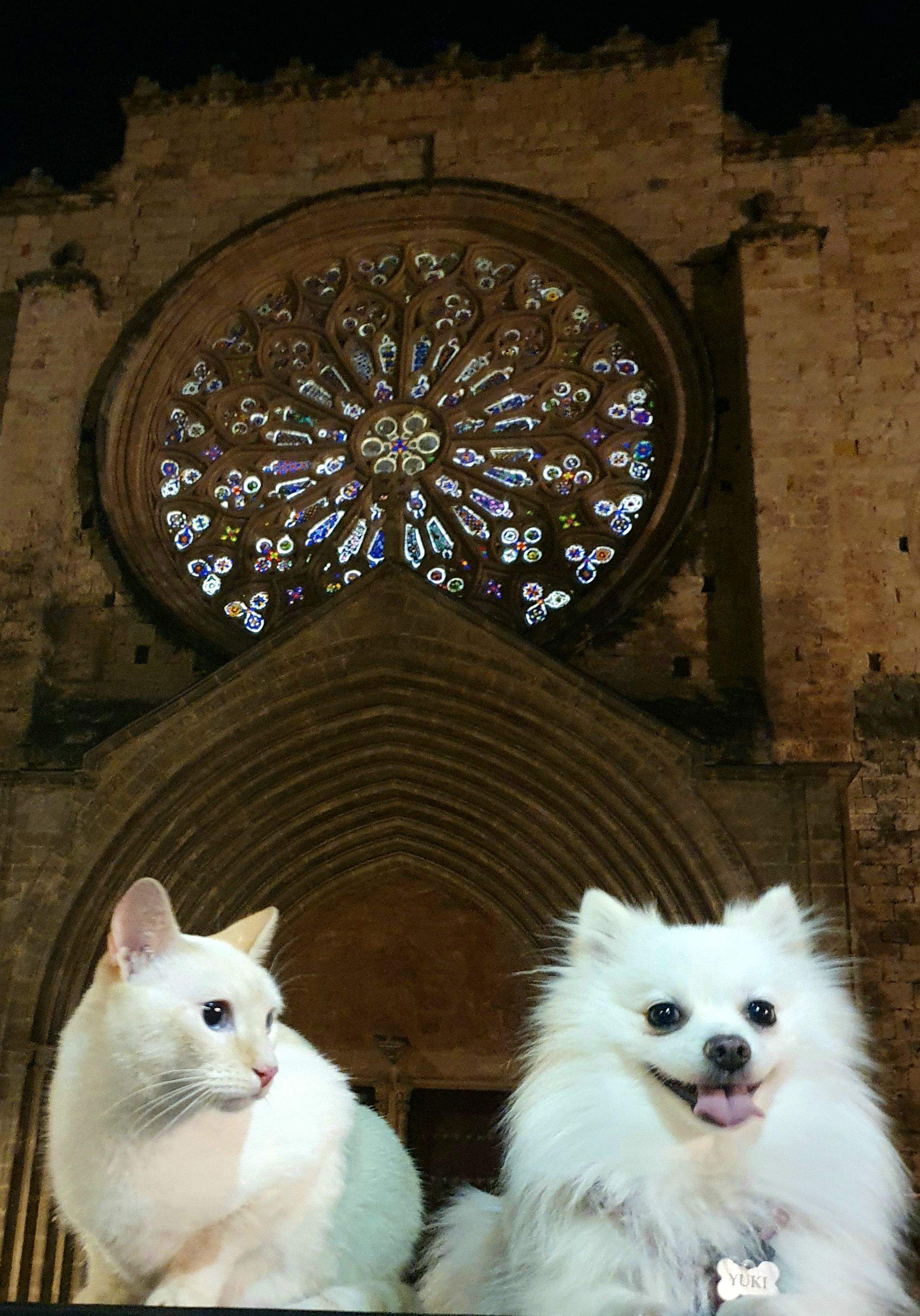 La Nit en Blanc · Monestir de Sant Cugat FOTO: Jaume Rifà Mas