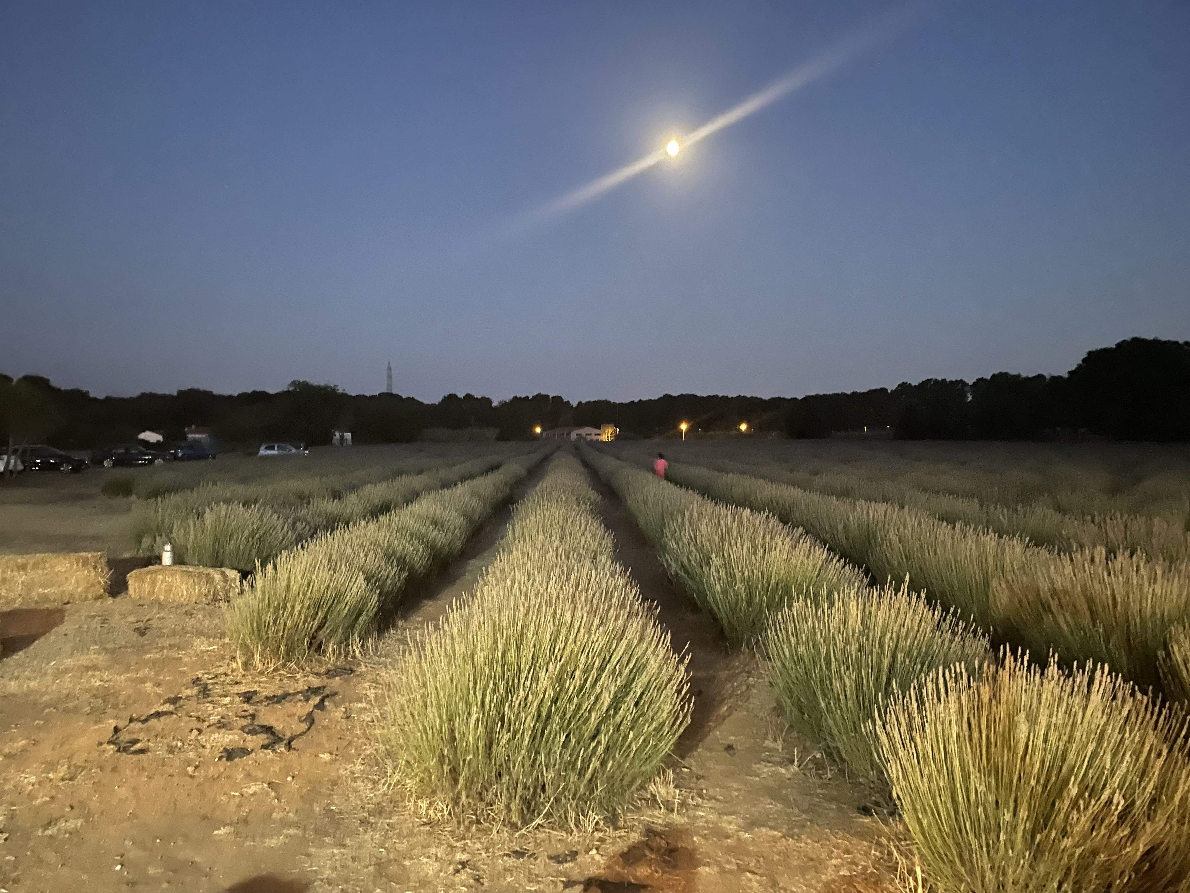 Lavanda · Castellar del Vallés FOTO: JOSEP CINCA JUNYENT
