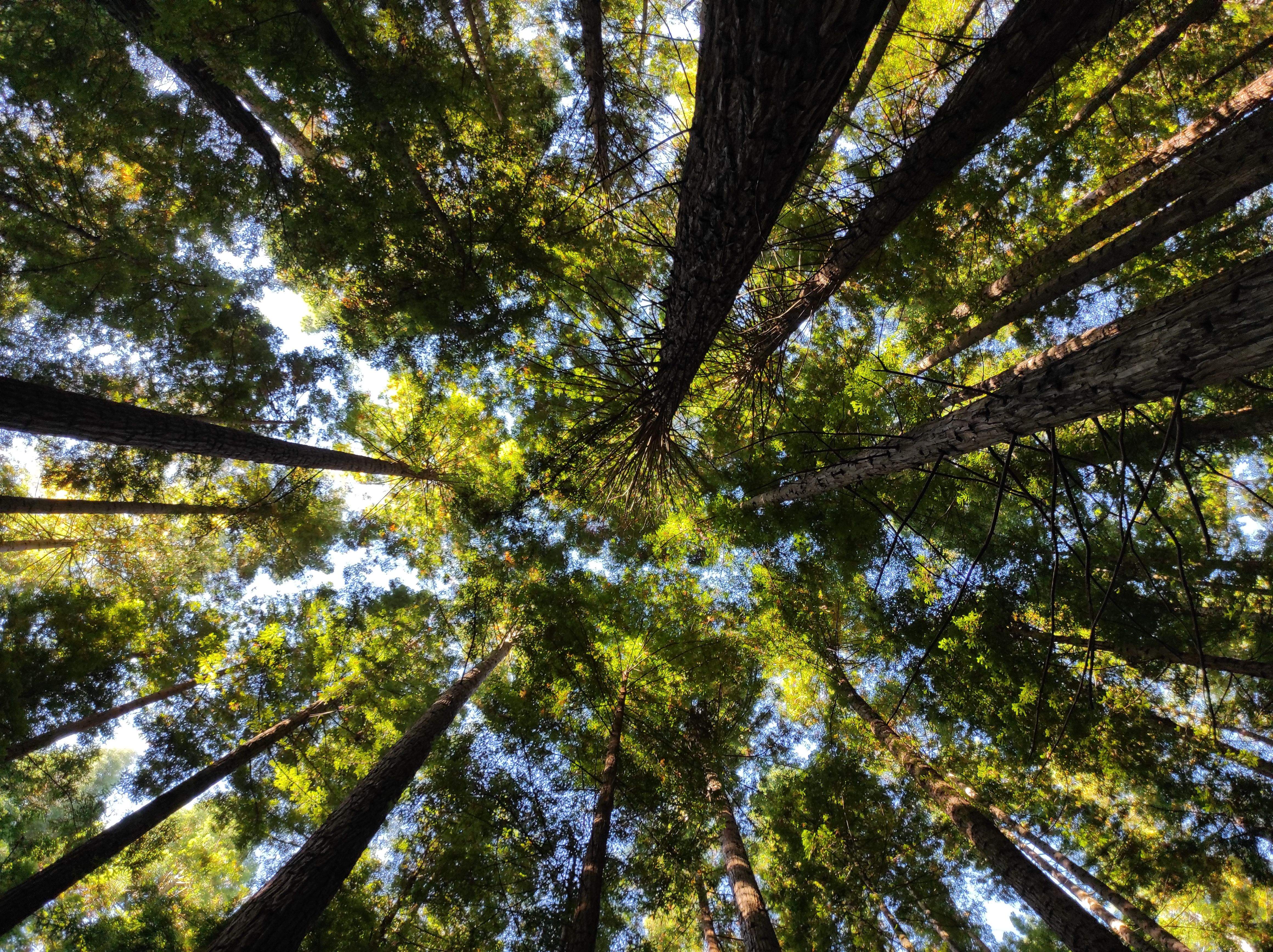 Mandala de sequoies  · Cabezón de la sal, Cantabria  FOTO:  Maria del Mar  Baena Olmos 