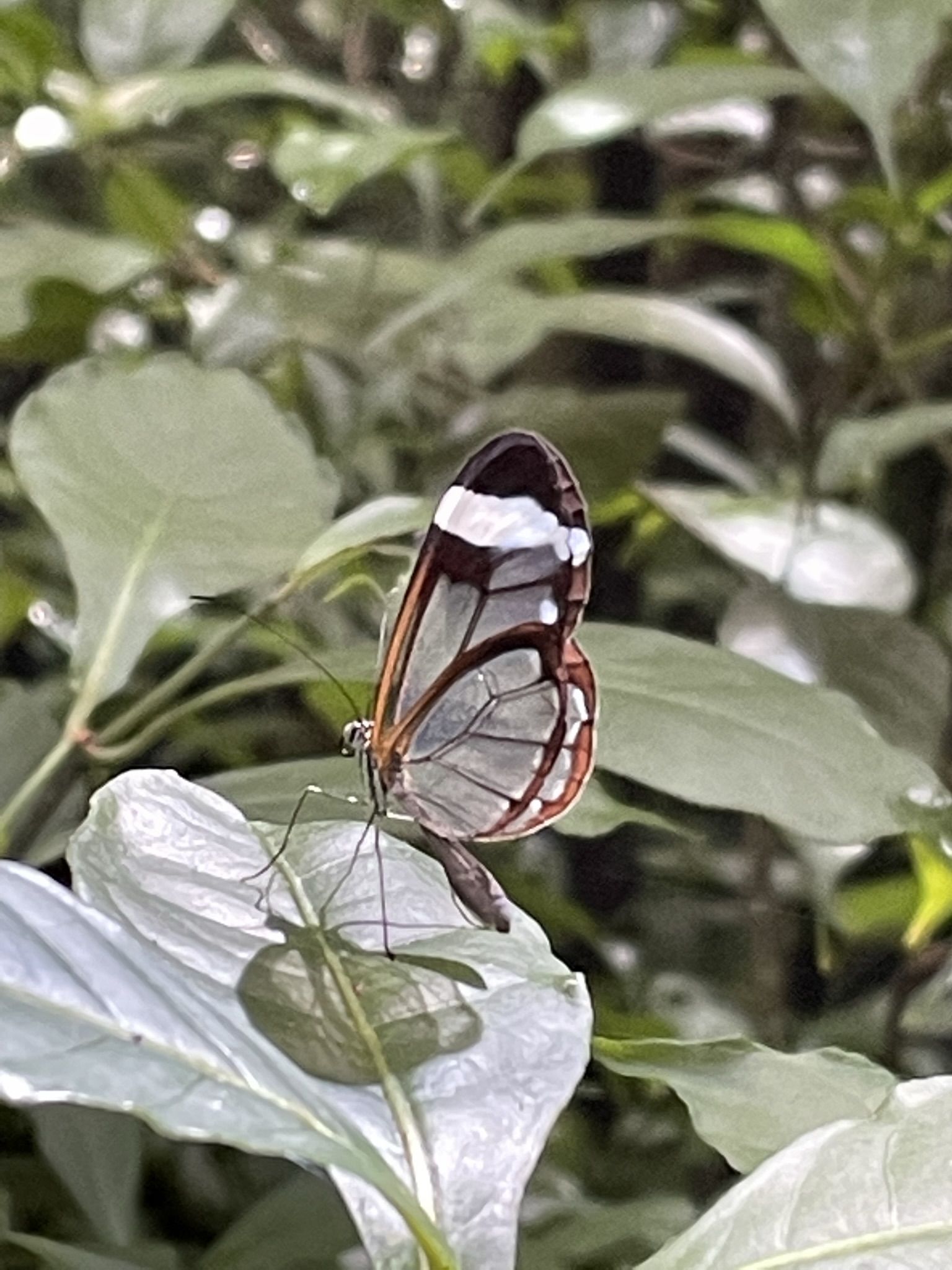 Mariposa de crista · Monteverde Costa Rica FOTO:  Eva Porcel Adán