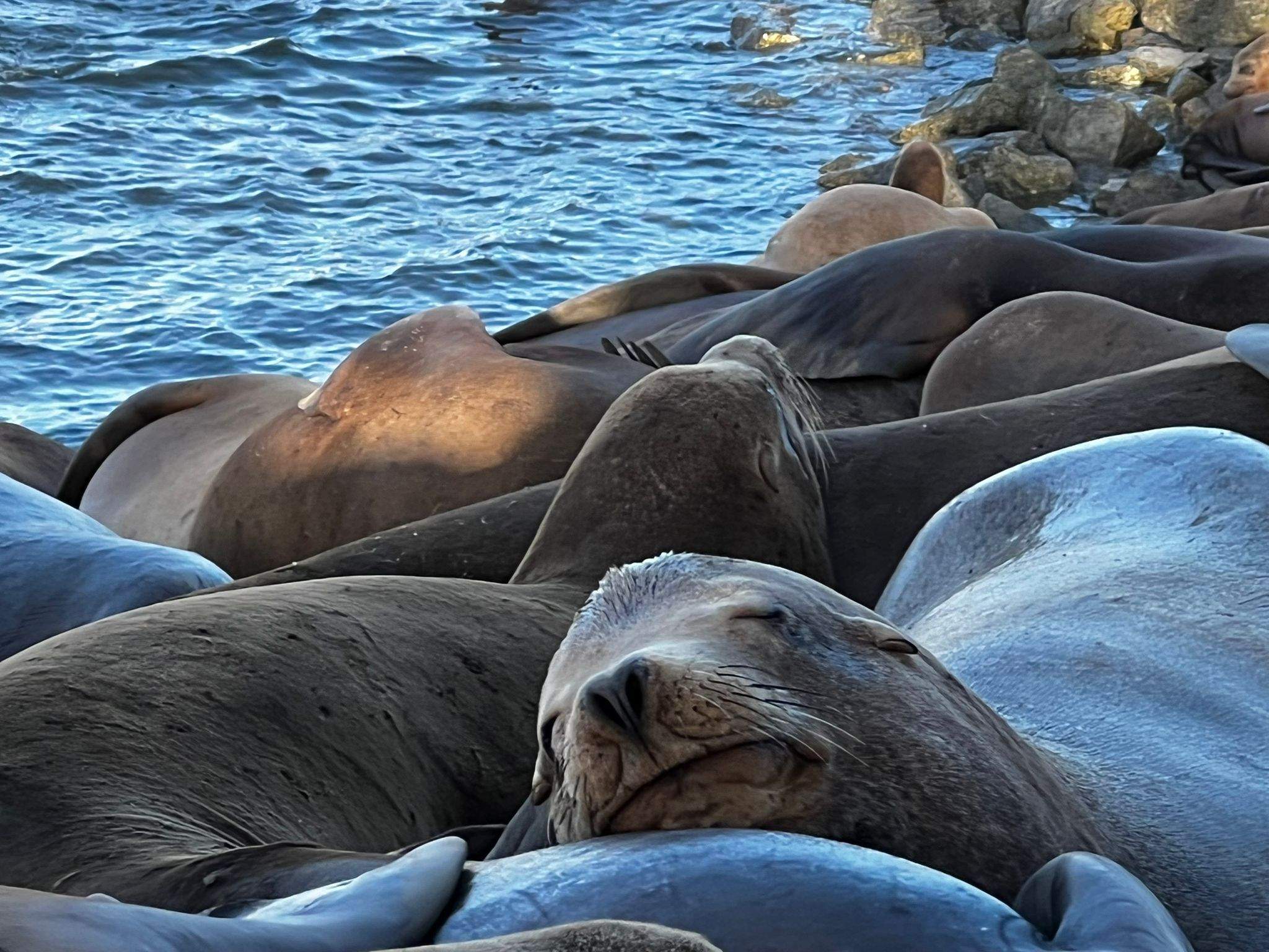 Migdiada en companyia · Sant Francisco FOTO: Agusti   Bieto