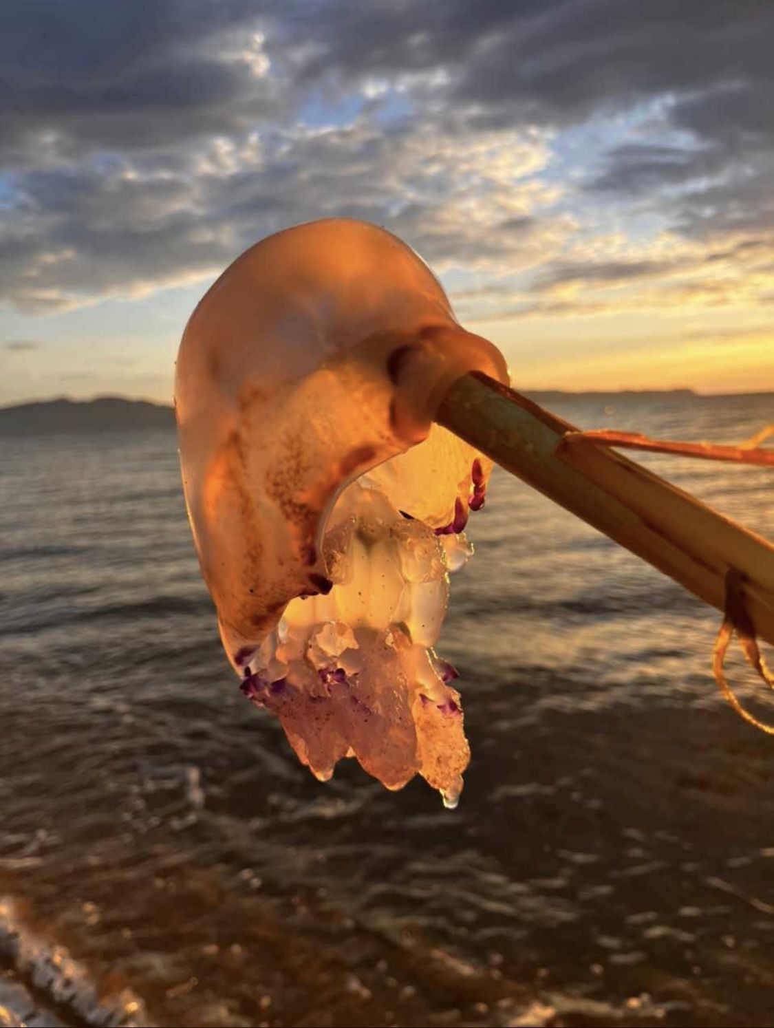 Medusa bonica · Tremp FOTO: German Calcina martinez