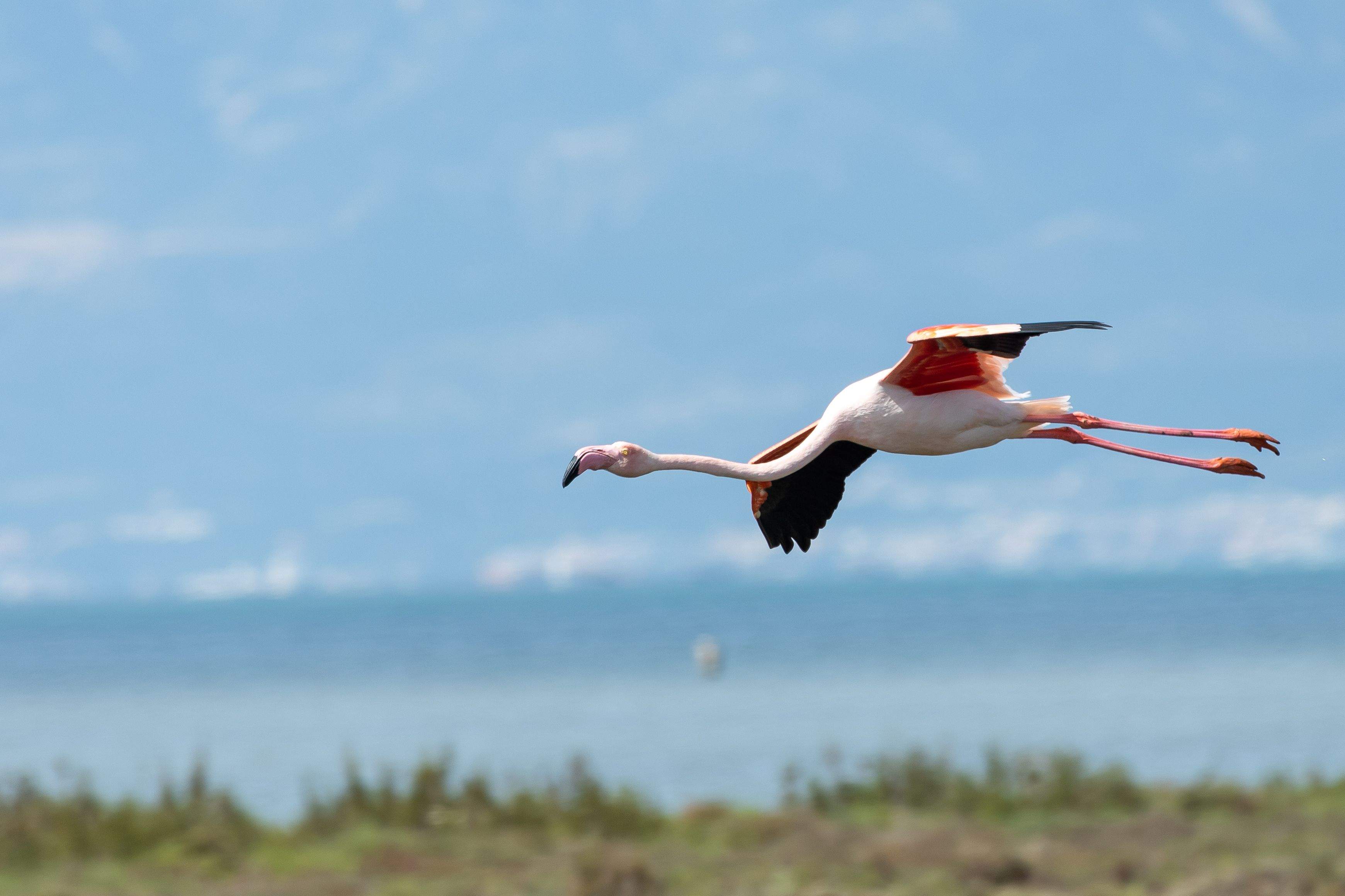 Llibertat · Delta del Ebre FOTO: Laurentino Callarisa Bel