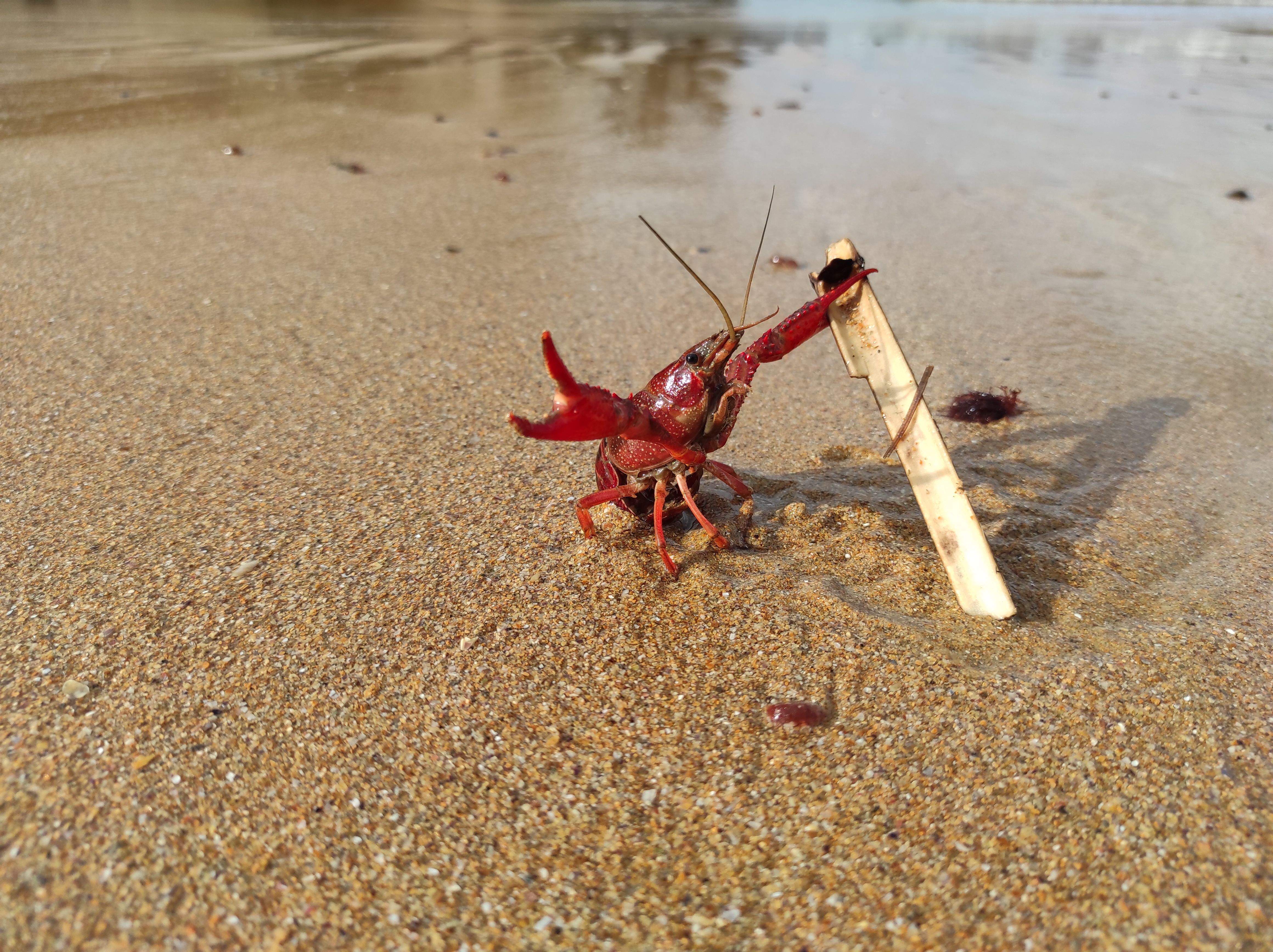 Llangostí en defensa  · Ajo, Cantabria  FOTO: Maria del Mar  Baena Olmos 