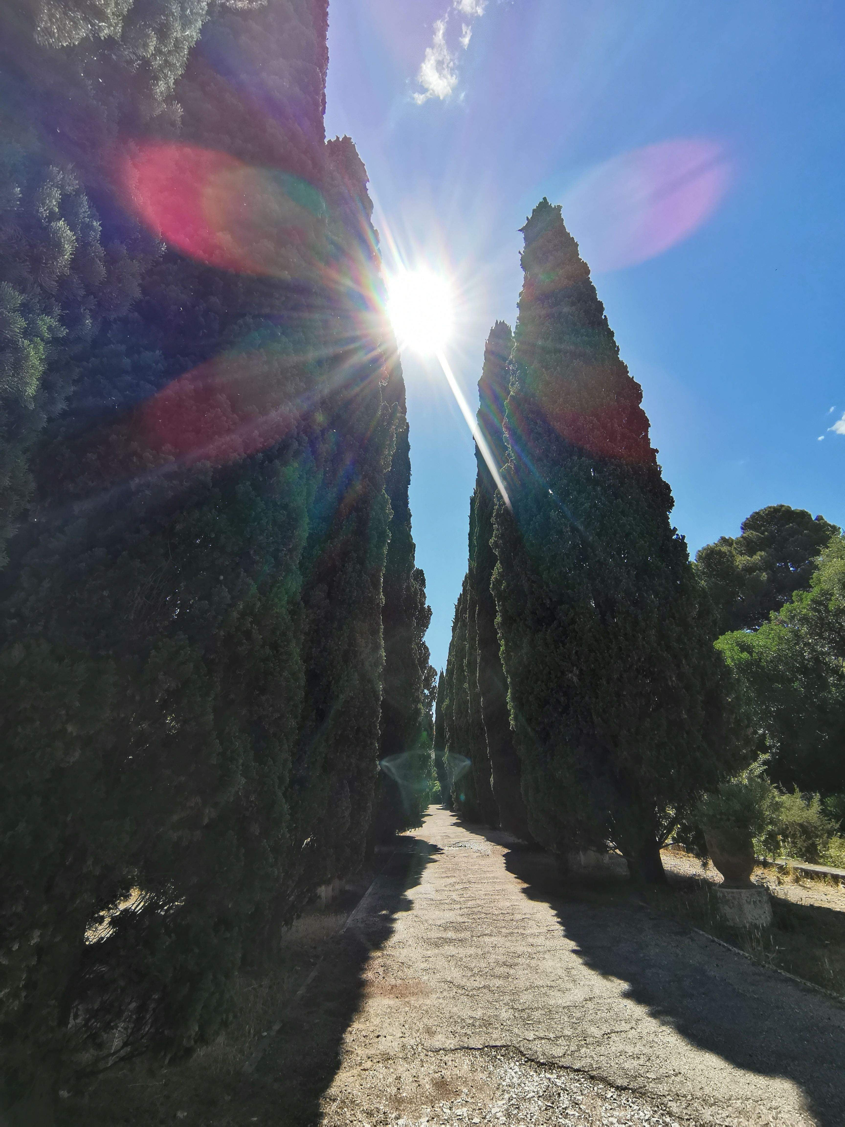 libèl.lula virtual  · Jardín des Plantes de Montpellier  FOTO: Pía  Sbértoli de Palol