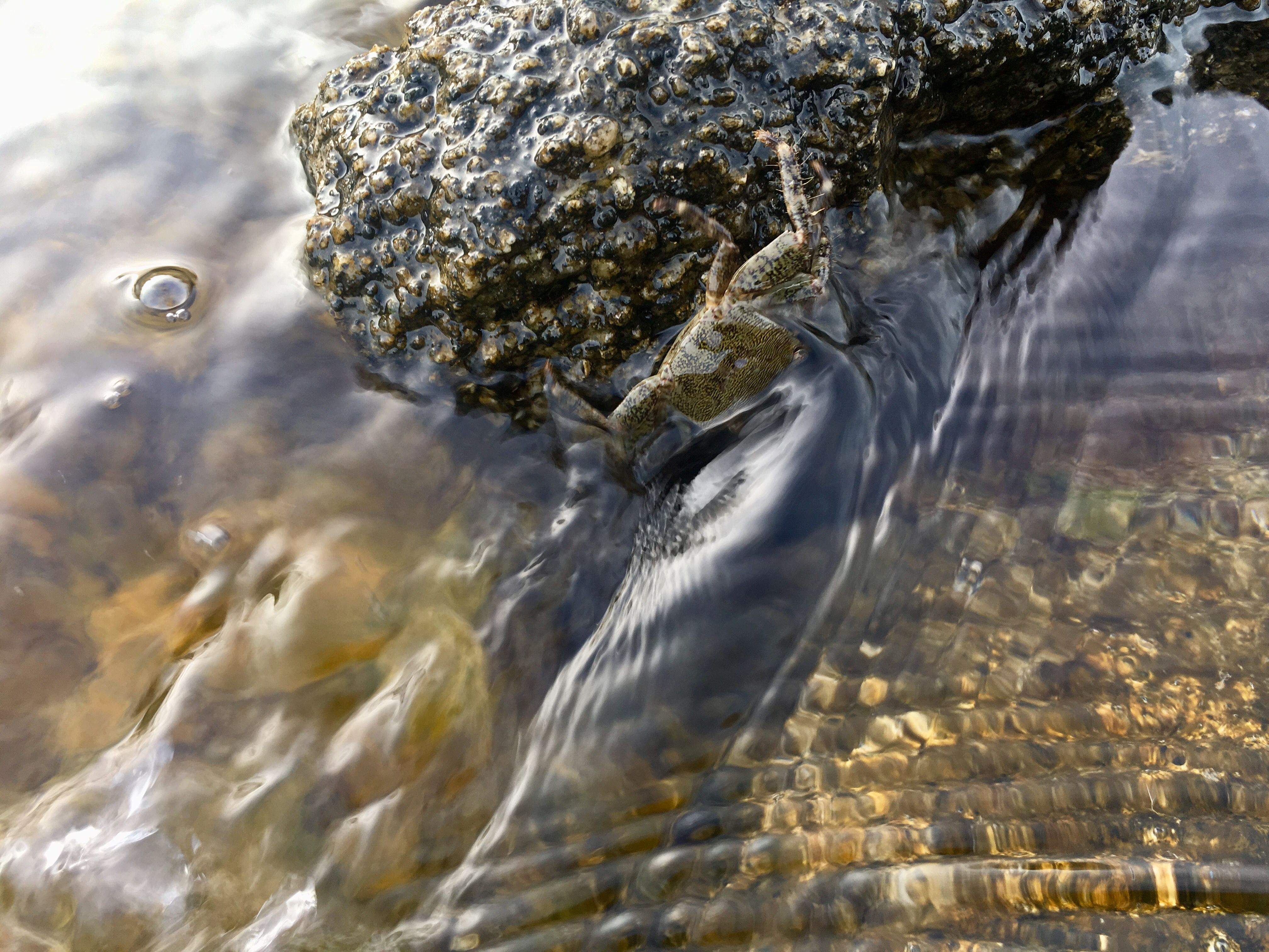 La vida d'un cranc · Calella de Palafrugell  FOTO: Katka Gonzalez Silva