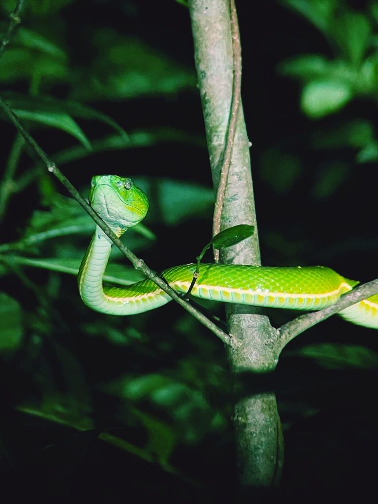 La Reina de la Nit · COSTA RICA, Reserva Natural de Monteverde FOTO: Joan Codina Serra
