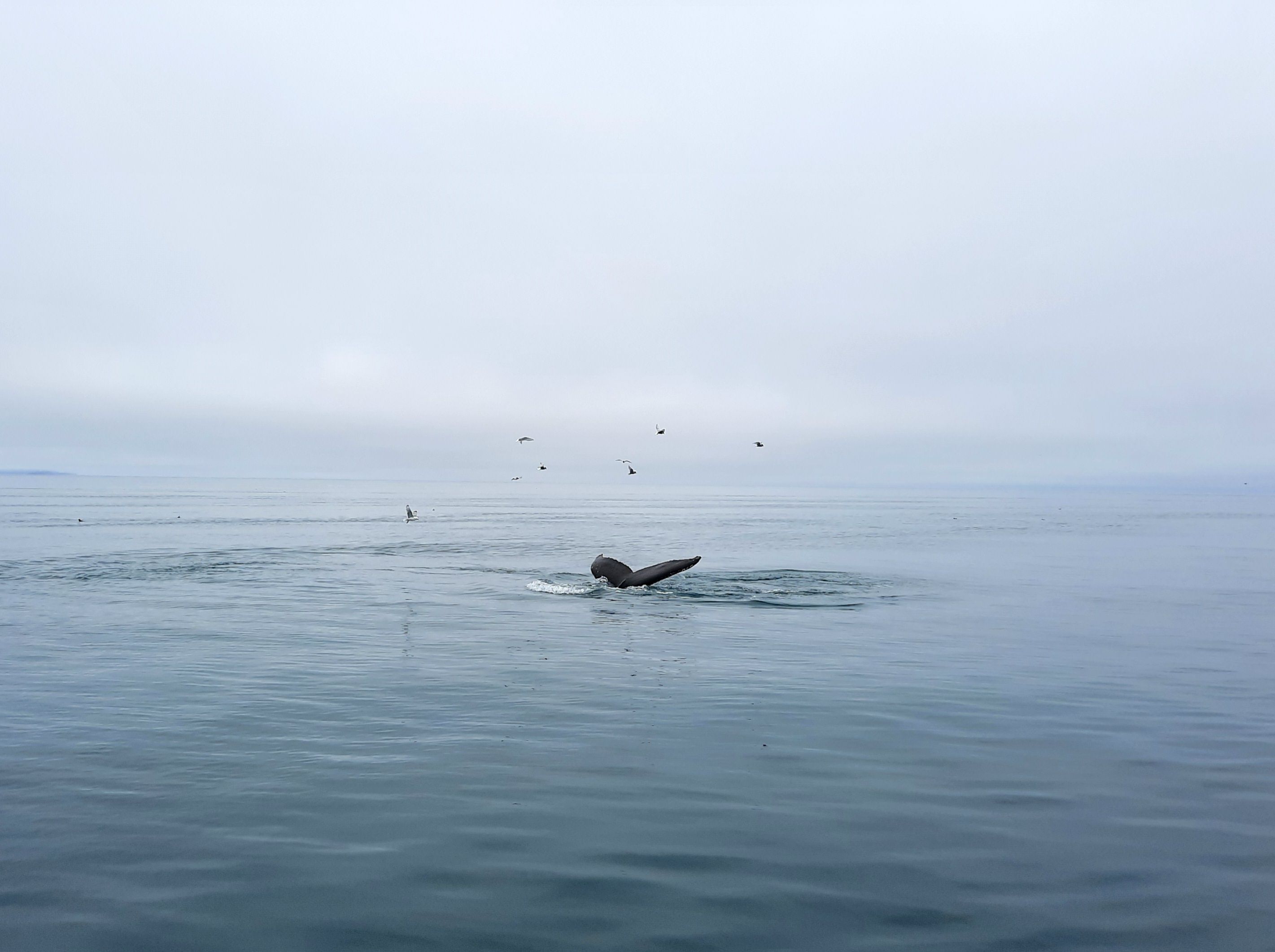 L'albirament · Islàndia FOTO: Clara Casas Cascante