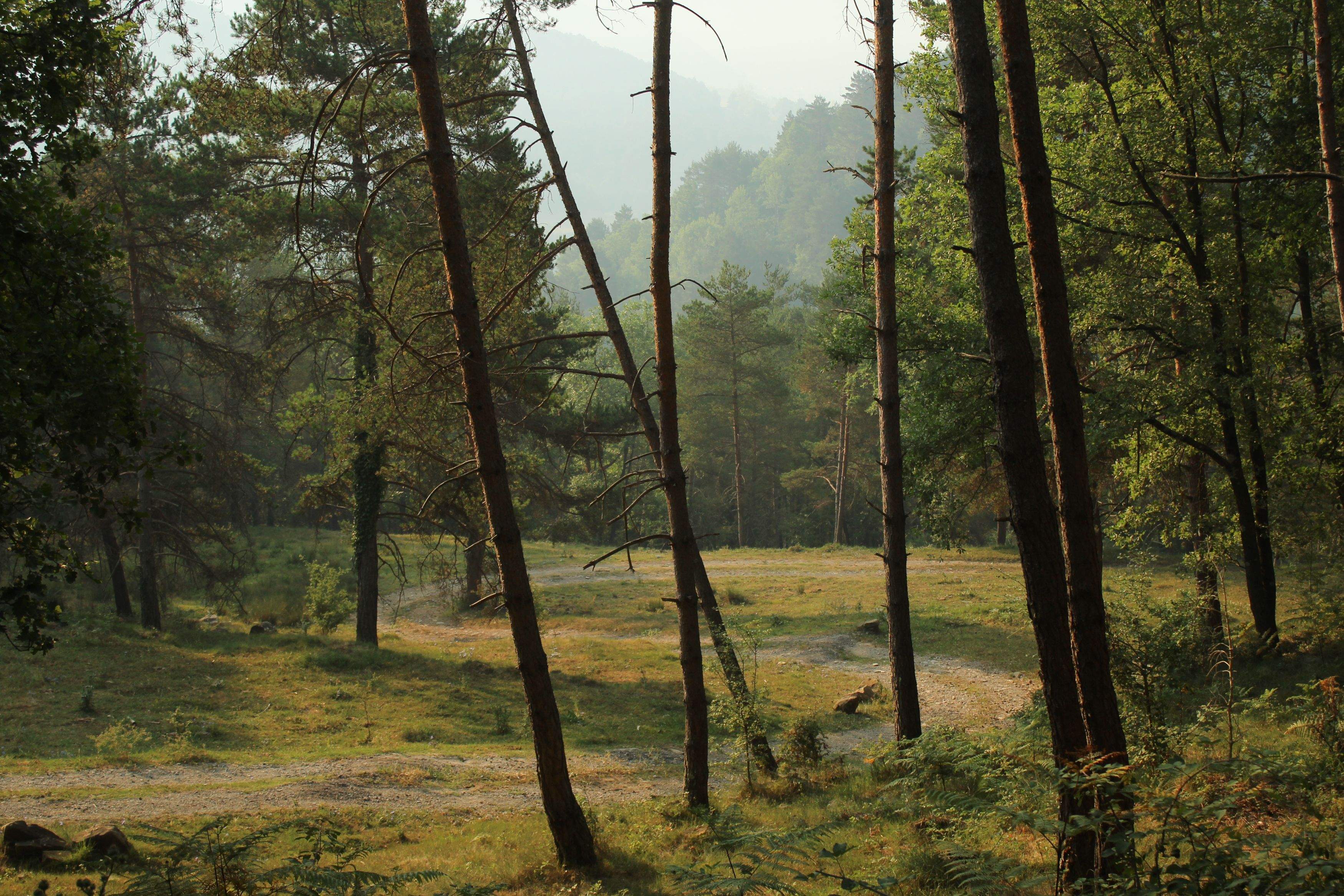 Komorebi · Campdevànol FOTO: Sara  Huerga Asensio