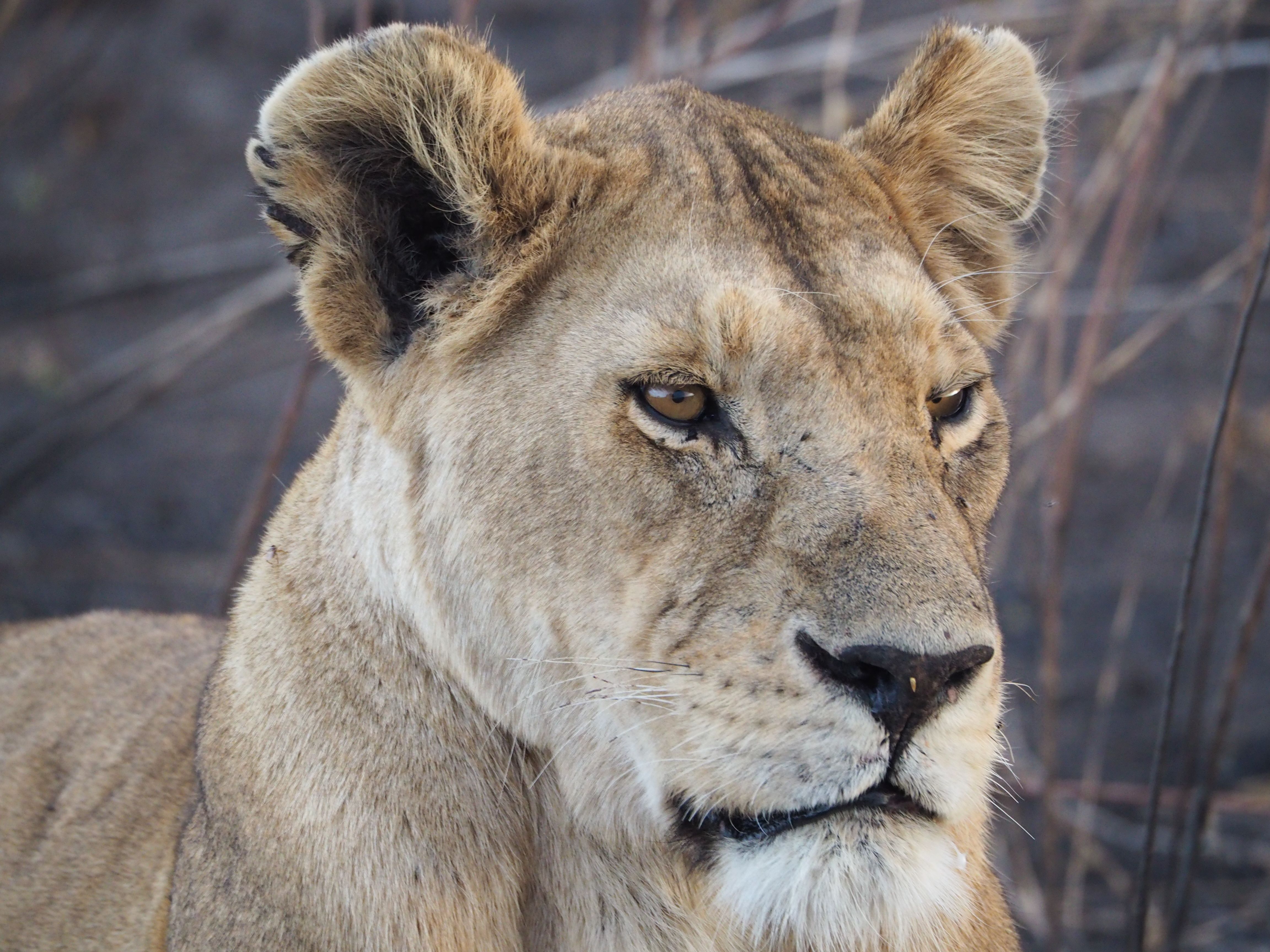 Immensitat sense fi · Parc Nacional Serengueti FOTO: Mireia Dellà Marcet
