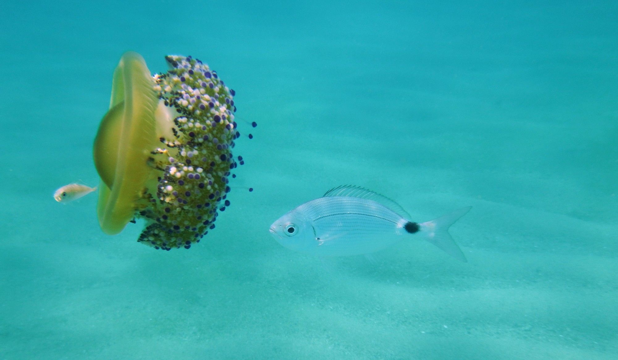 Huevo frito con pescado · Arenys de Mar FOTO: Francisco  Cervantes Hernández