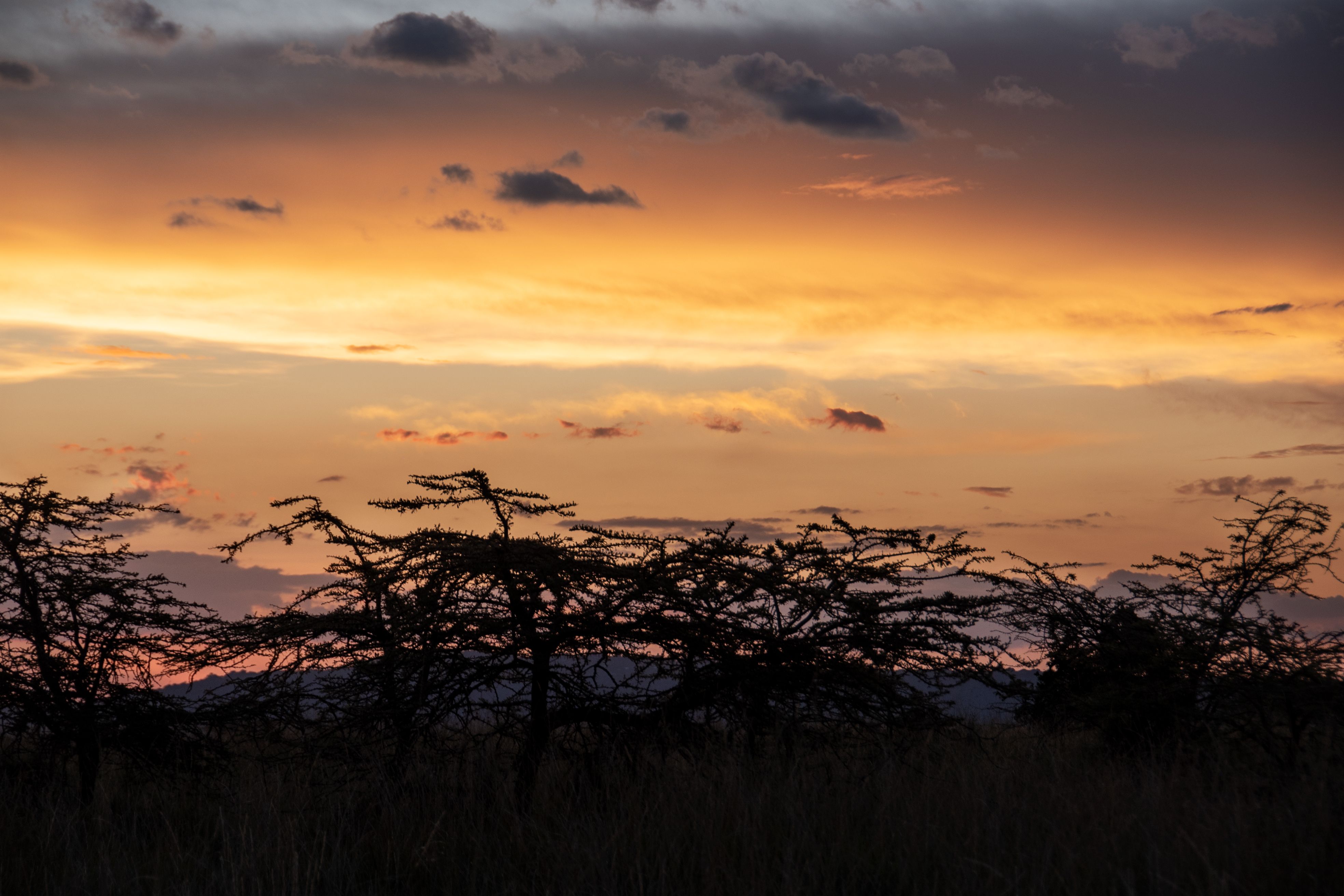Hakuna Matata · Masai Mara, Kenia, Àfrica FOTO: Laia Gassó Araiz