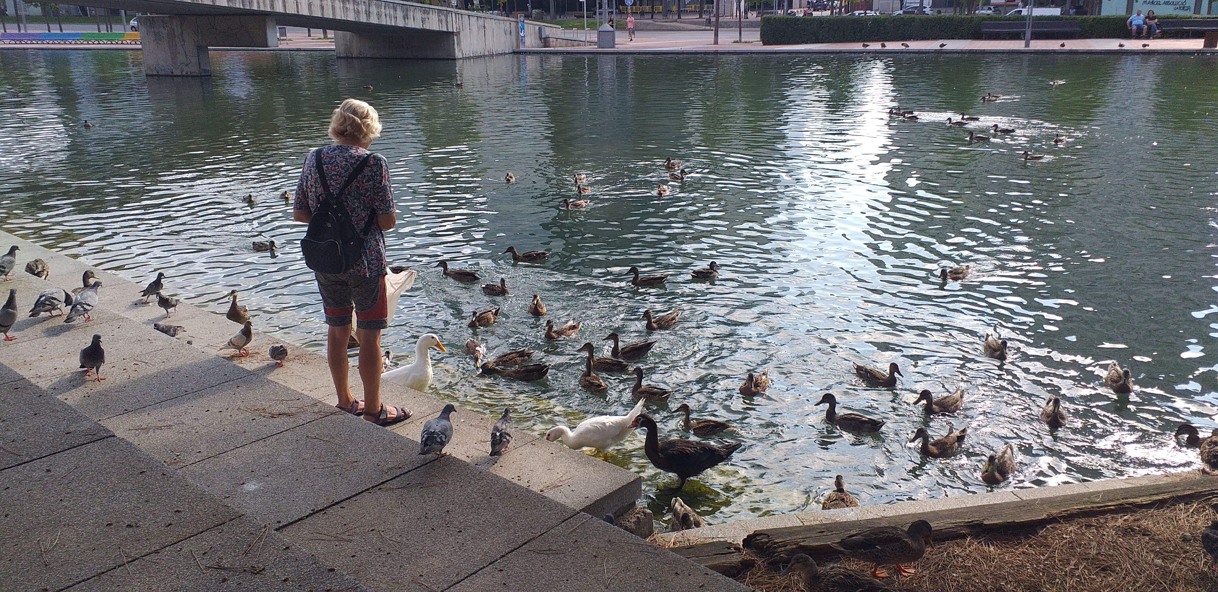 Haciendo amigos con los patitos  · Sabadell  FOTO: Nuria Planas rovira