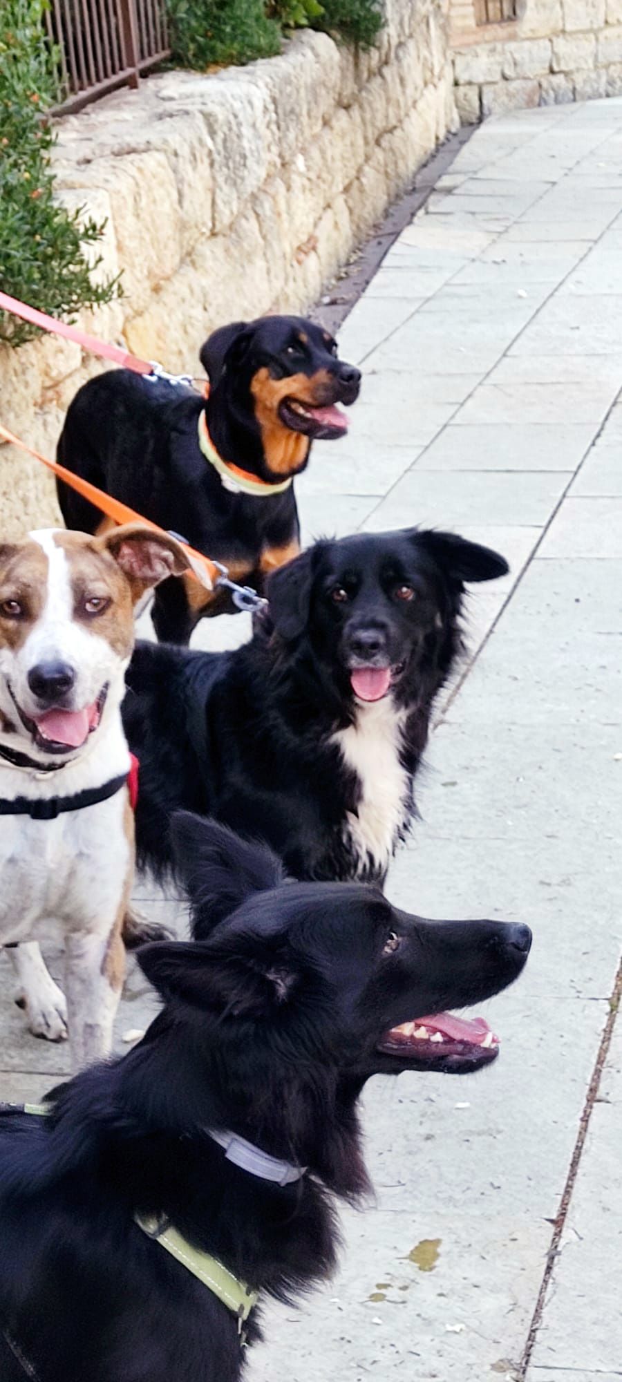 GOSSOS FIESTEROS · Monestir   Festa Major Sant Cugat FOTO: ROGER GOMEZ MAYORAL