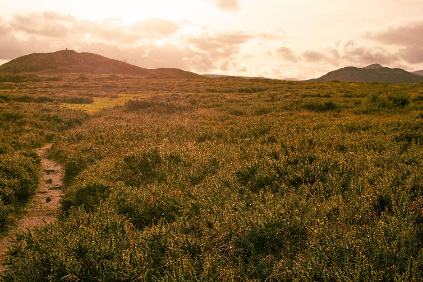 Golden hour field  · Dublin FOTO: Samuel  Renaud