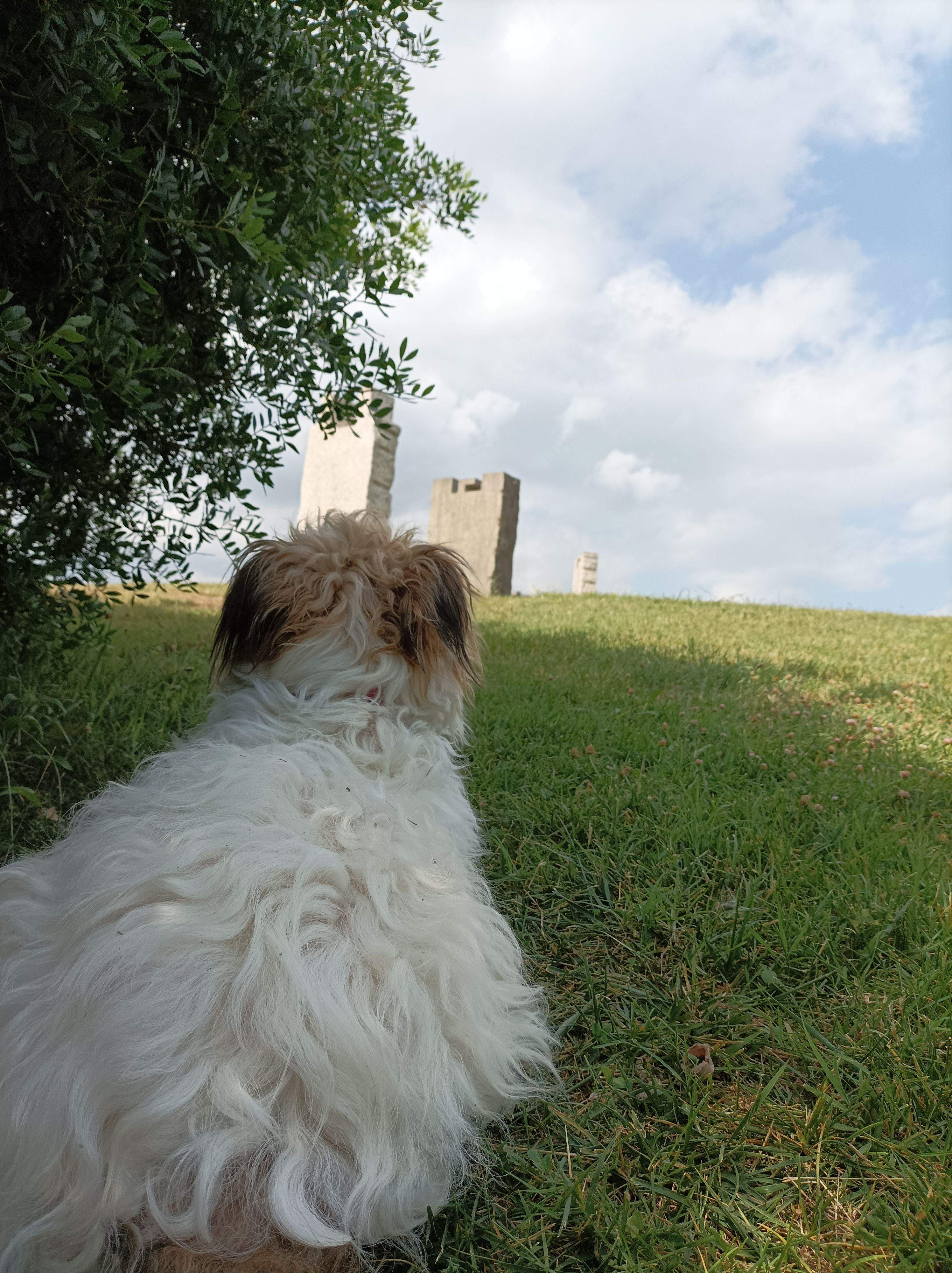 Gaudin del Parc · Can matas FOTO:  Edda Pellicer De Carli 
