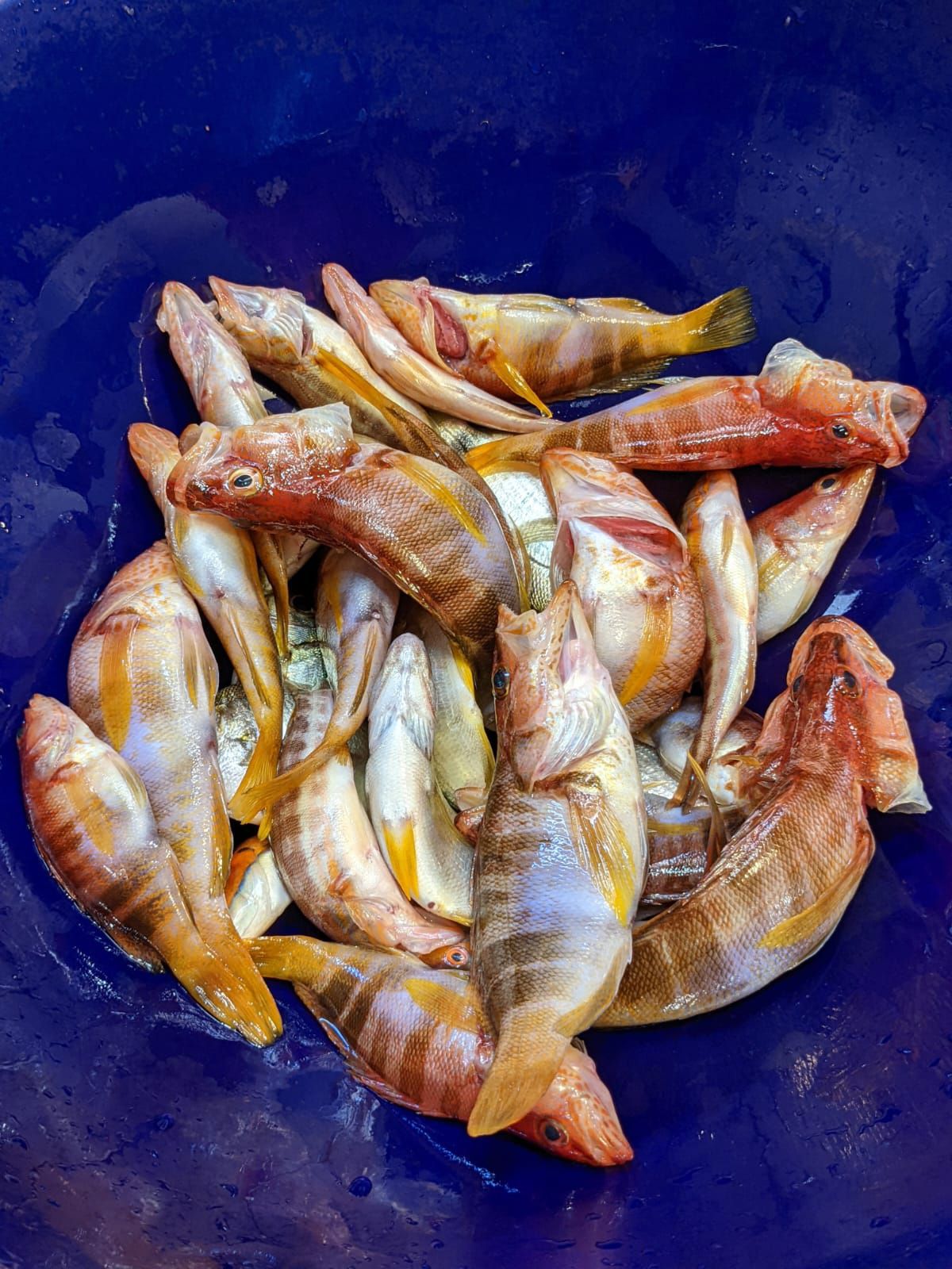 Fumet  · Colonia de Sant Jordi (Mallorca) FOTO:  Neus Sanchez Alberola