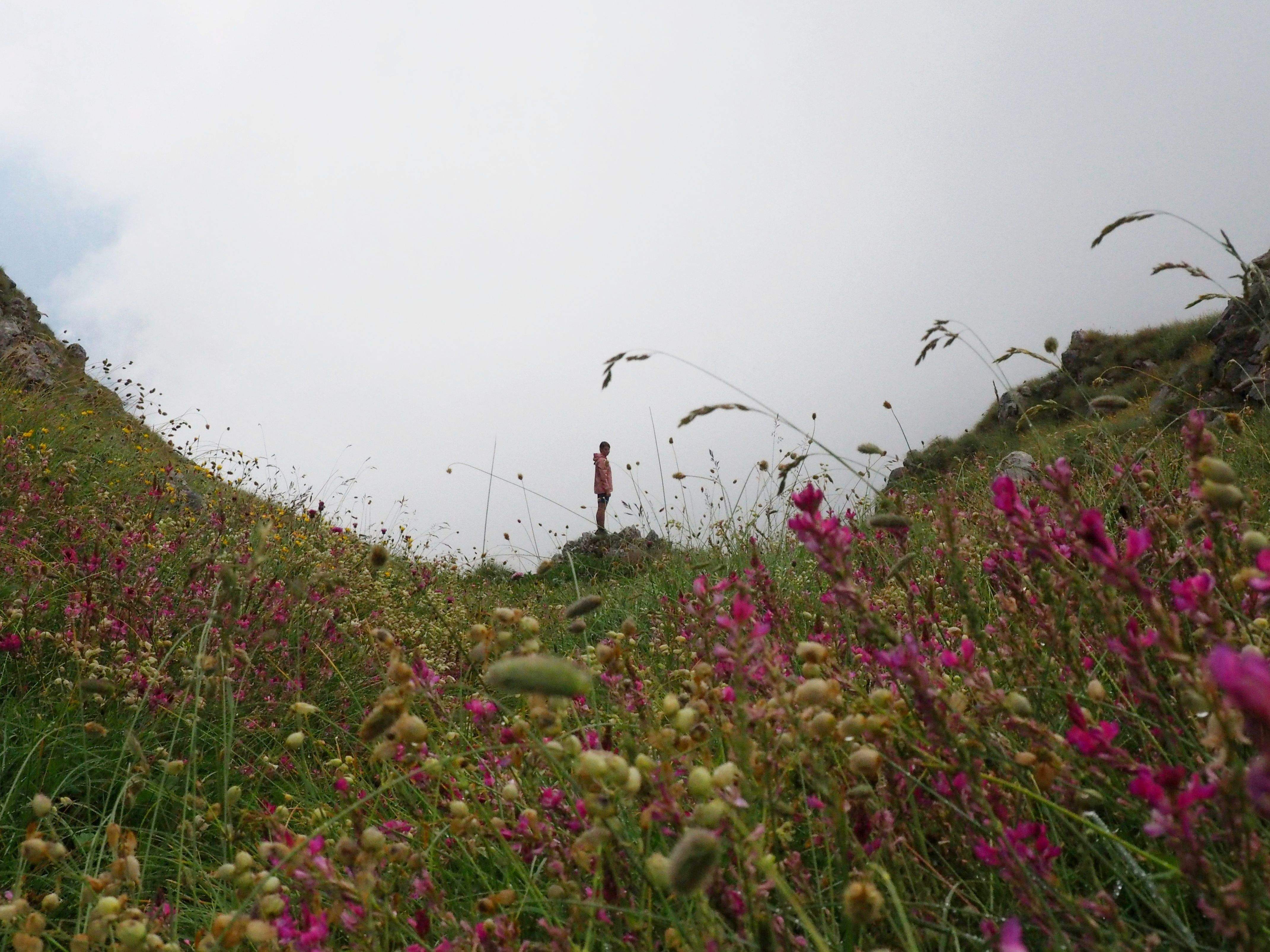 Flors alpines  · Valbonë, Alps Albanesos, Albania FOTO:  Guim Castrillo Bueno