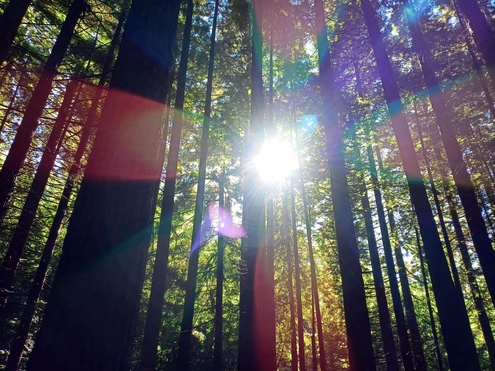 Flor de llum a les sequoies · Cabezón de la sal,Cantabria FOTO:  Estel Deltell Baena