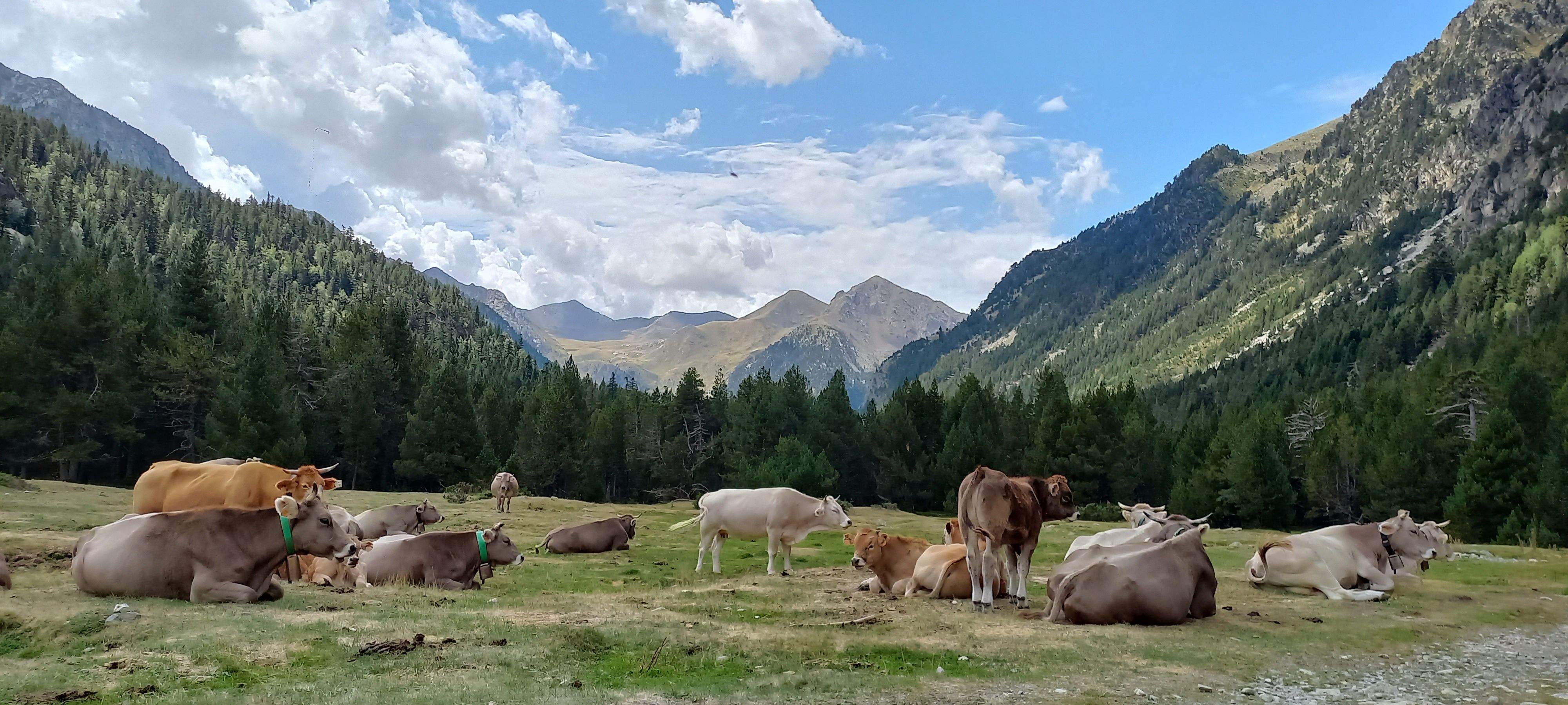 Fent colla · La Vall de Boí FOTO:  Loli Gimenez Piedra