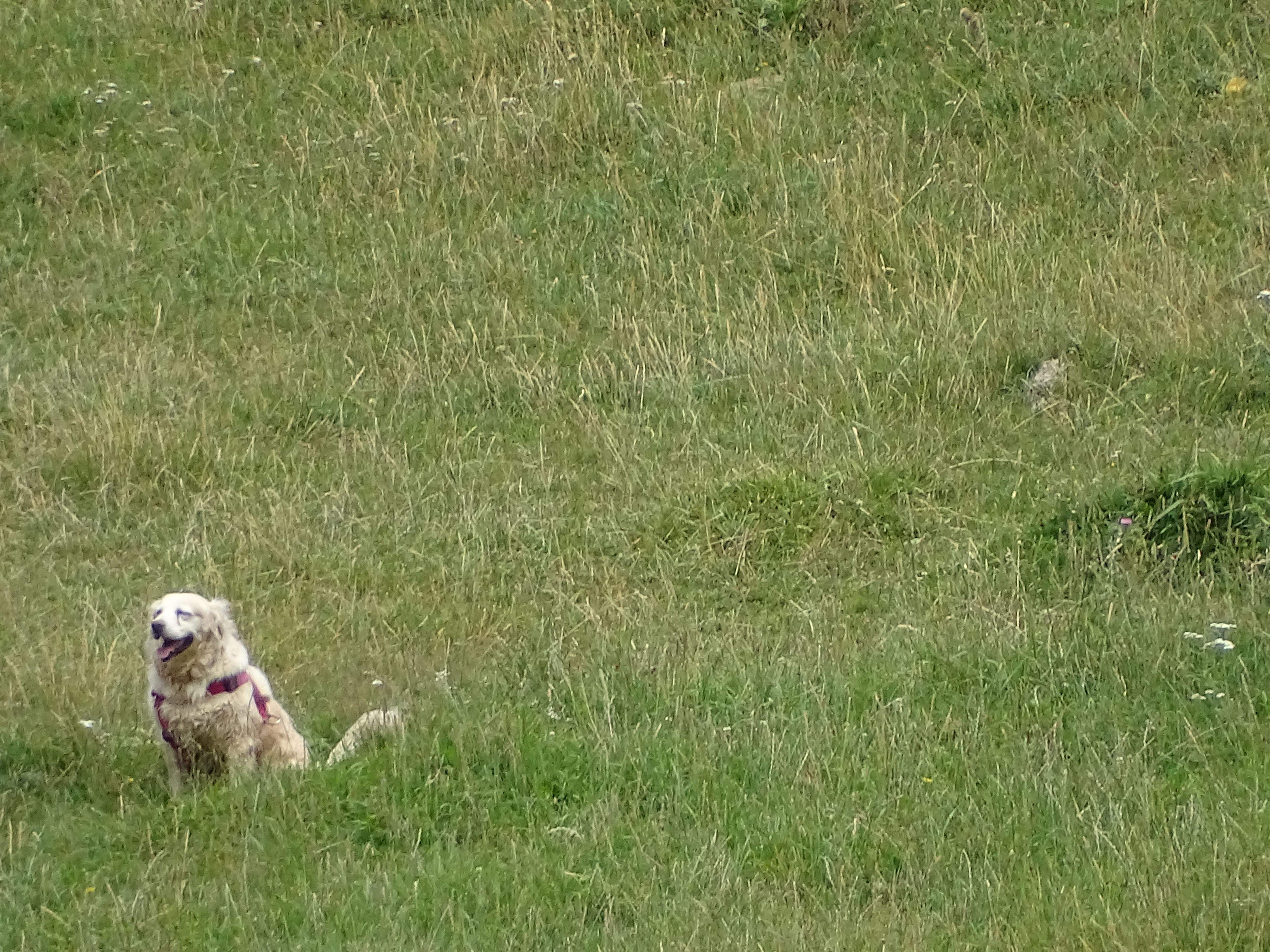 Felicitat estiuenca · Encamp, Andorra FOTO:  Sonia de Castro Mora