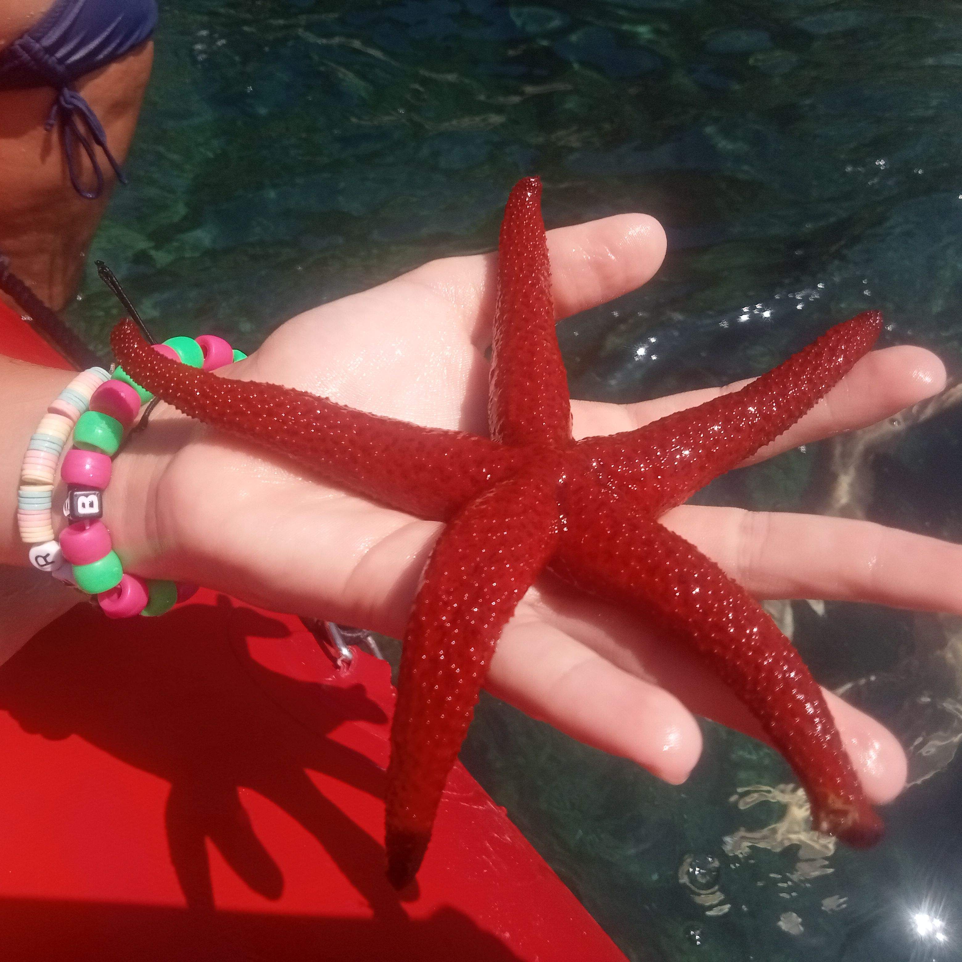 Estrella de Mar · Cala Rustella ,Roses ( Girona) FOTO:  Ana Rams Narbona 