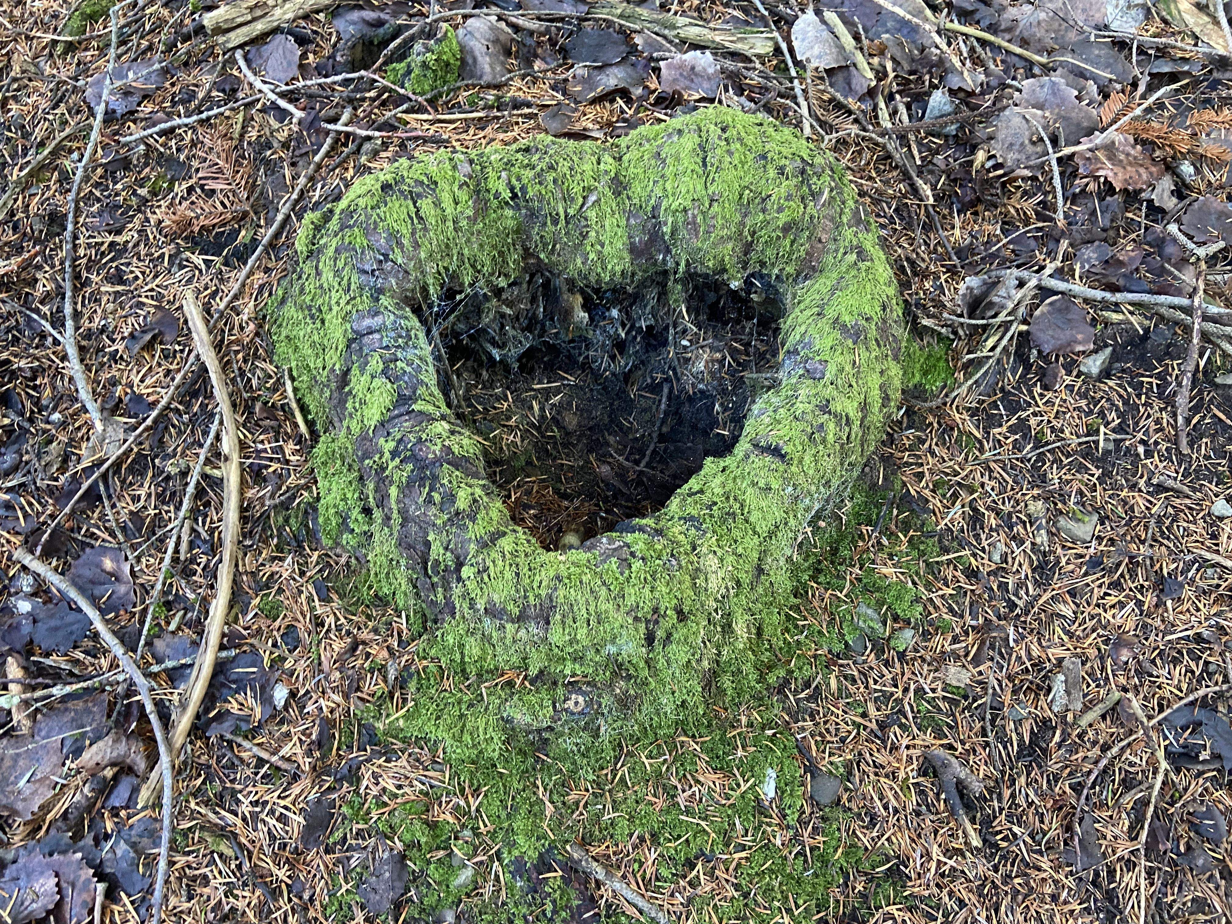 Estimo la natura  · La Molina   La Cerdanya FOTO:  Mar  Narbona Vicens
