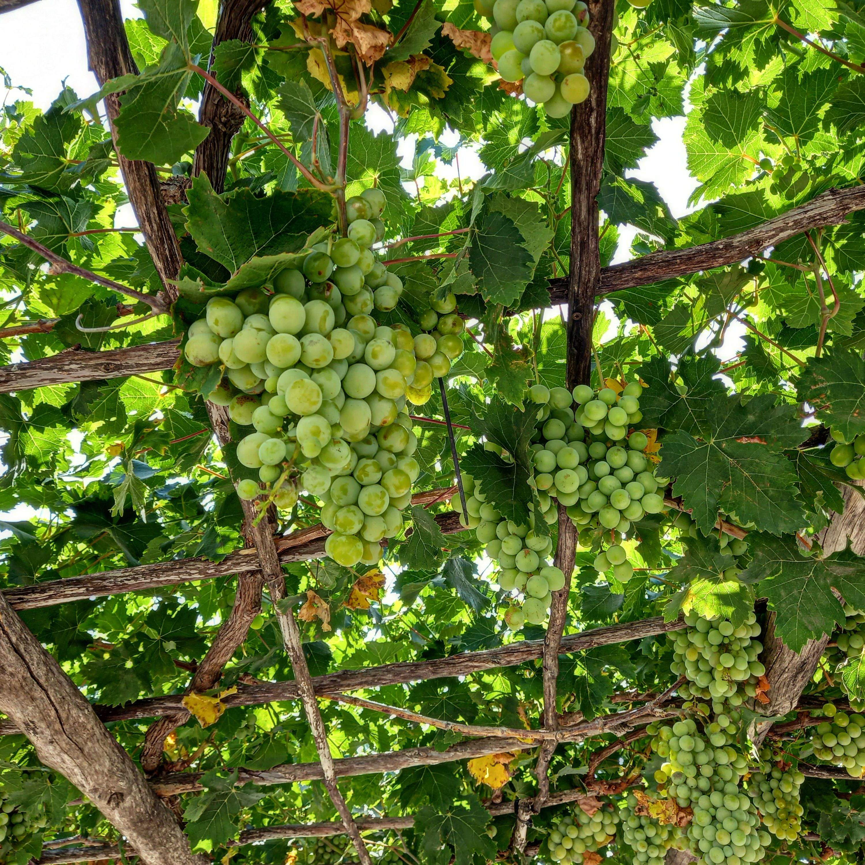 Esperant la copa de vi... · Bolonia FOTO:  Roser Campos Moron