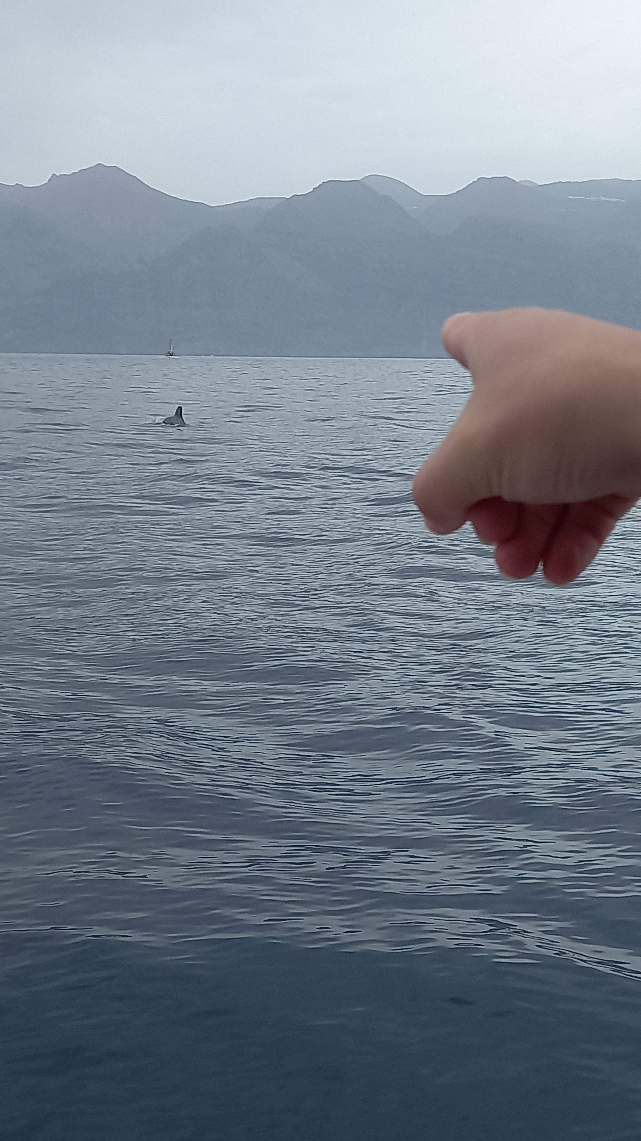 Ens acompanya el dofí  · Tenerife. Los Gigantes FOTO:  Susana Pomar Jiménez 