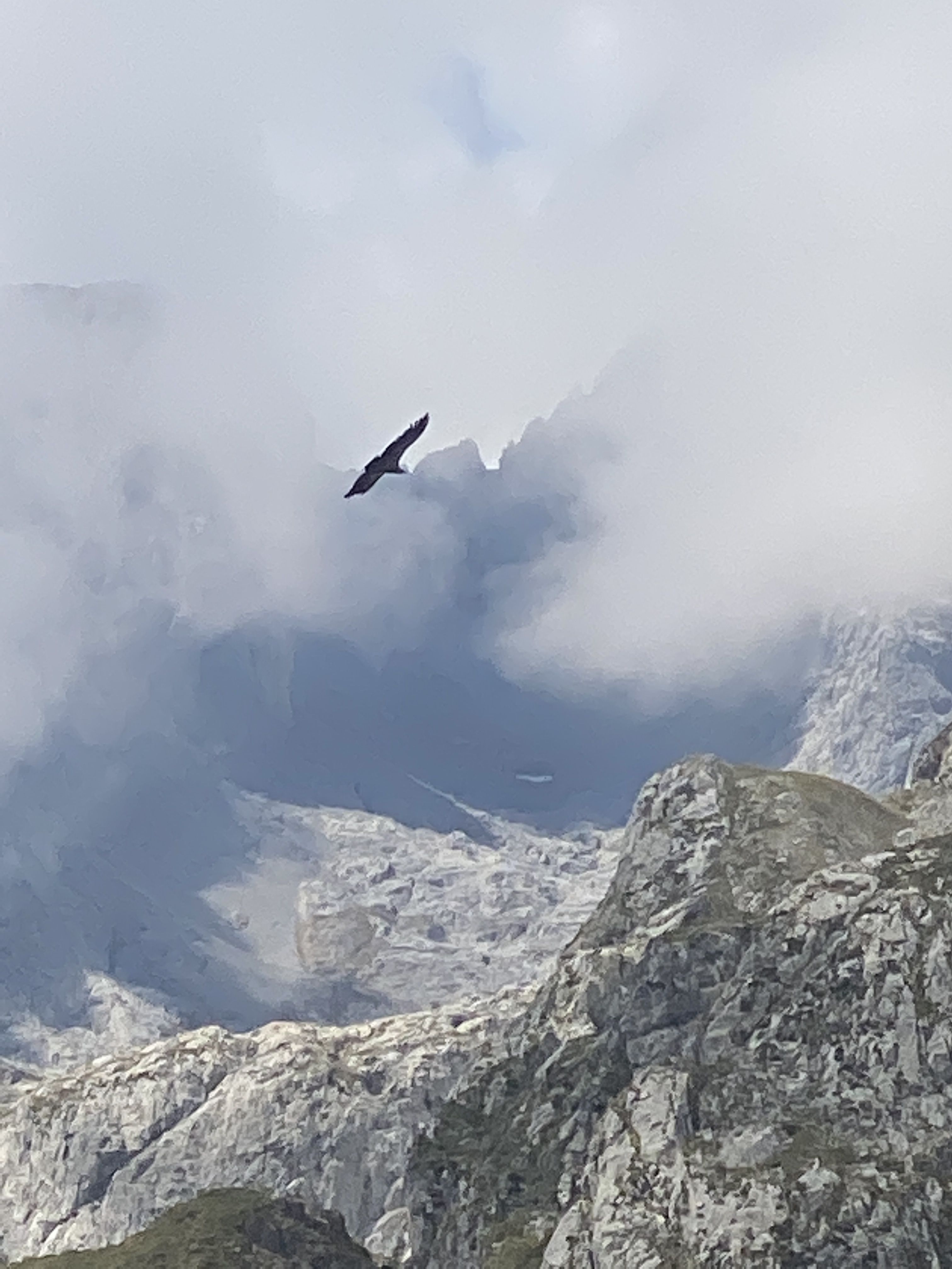 El vuelo del águila  · Fuente Dé ( Asturias ) FOTO:  Francisco Manuel  Serrano Rosua 