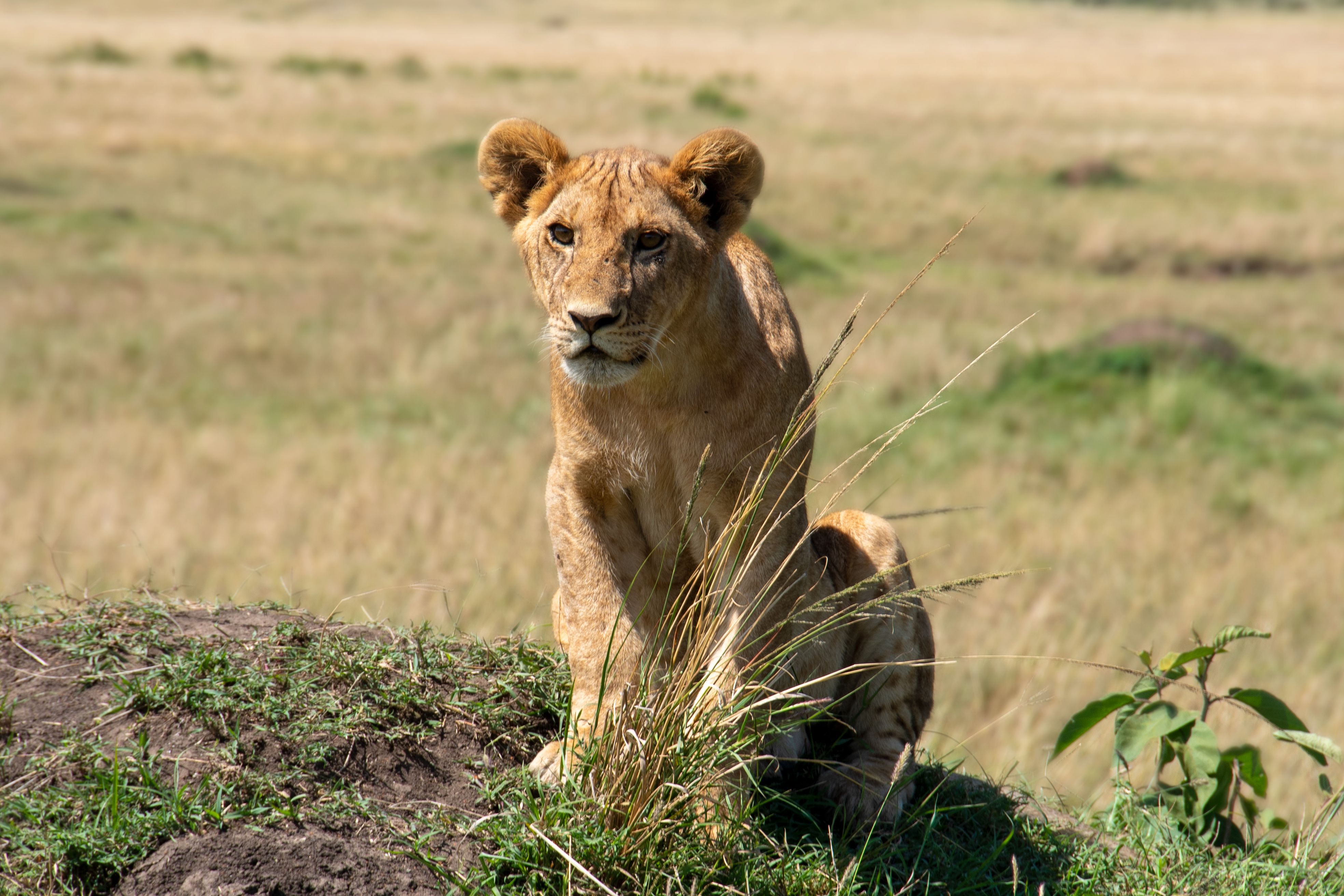 El rei de la selva · Masai Mara, Kenia, Àfrica FOTO:  Laia Gassó Araiz