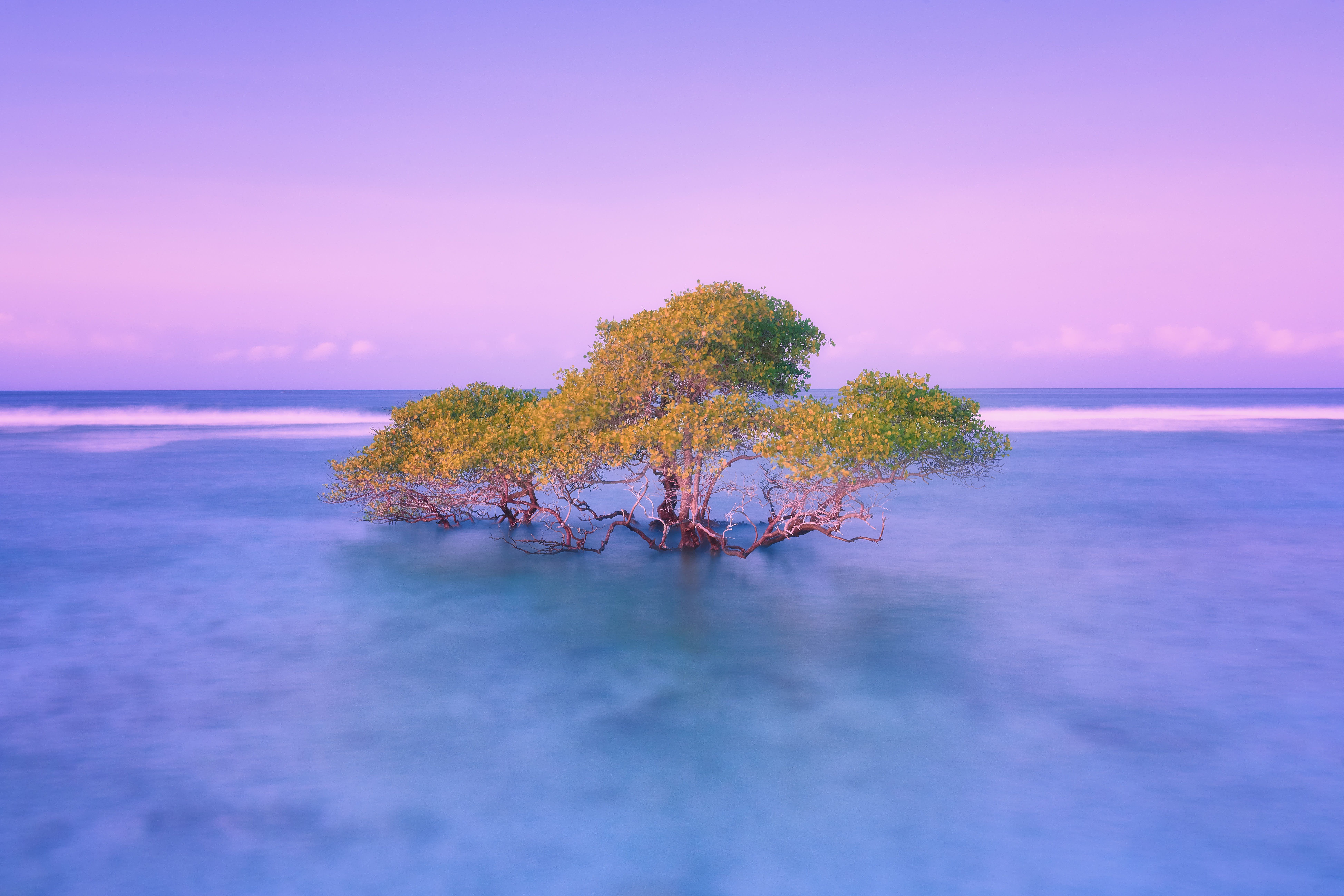 El manglar · Indonesia FOTO:  Eduard Cuevas Andrés
