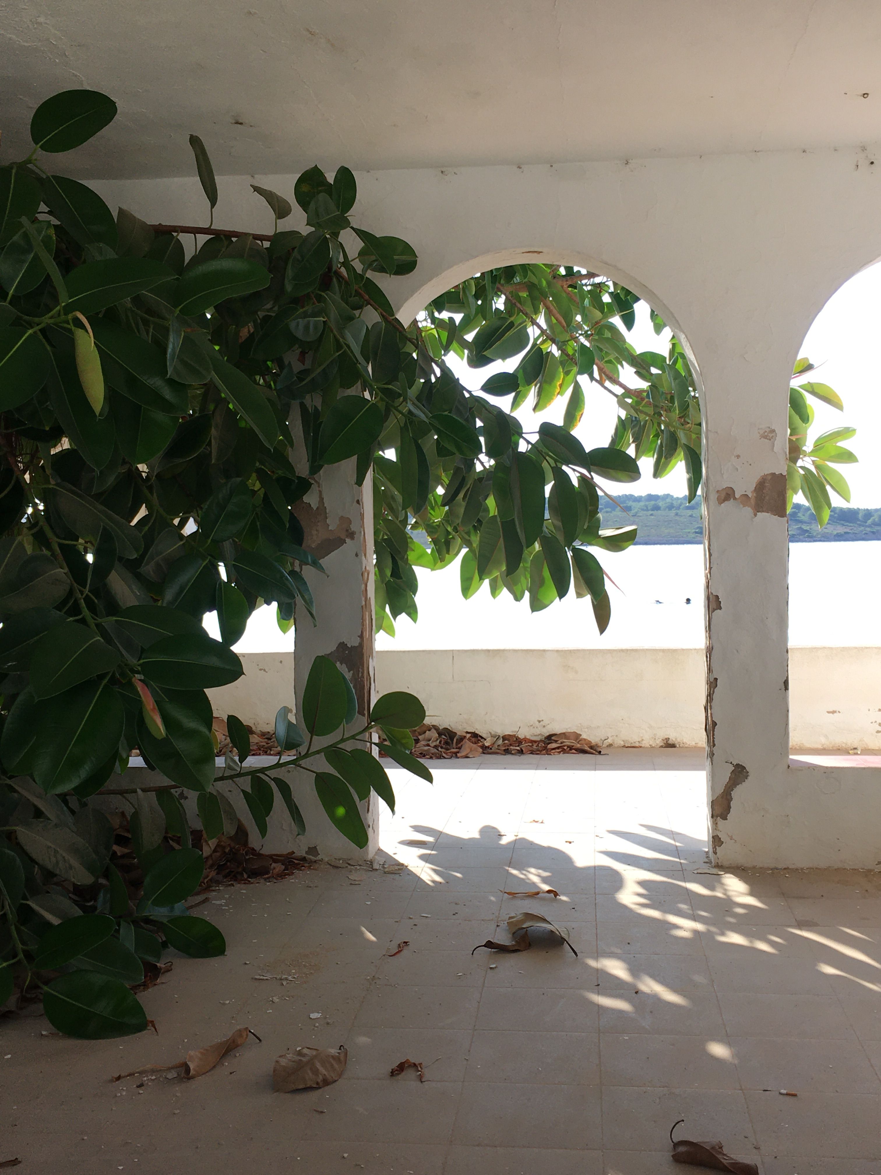El ficus s’escapa · Fornells, Menorca FOTO:  Joan Cortadellas Àngel