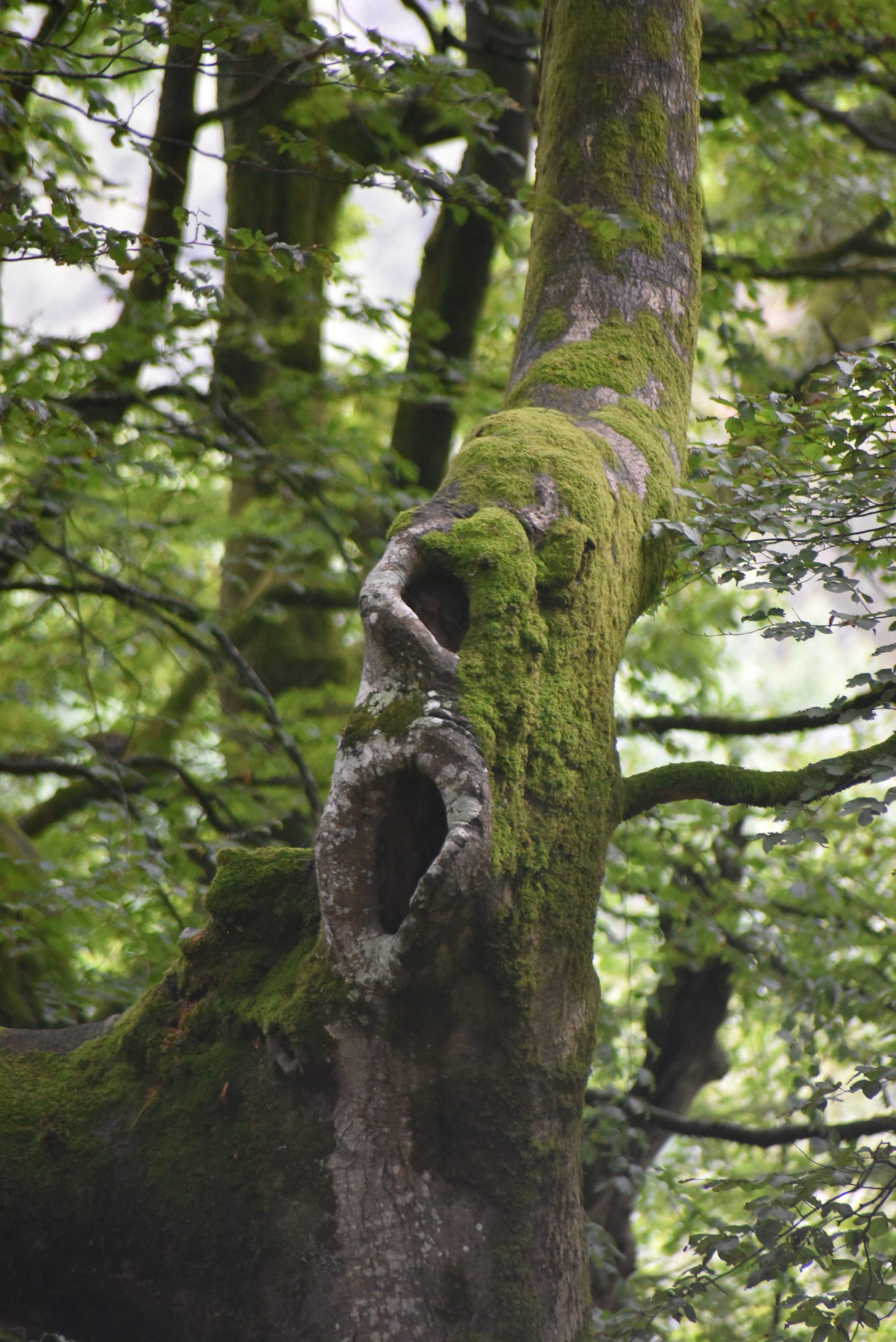 El Crit · Boscos a prop de Lesaka (Navarra) FOTO:  Victoria Larrea Castro