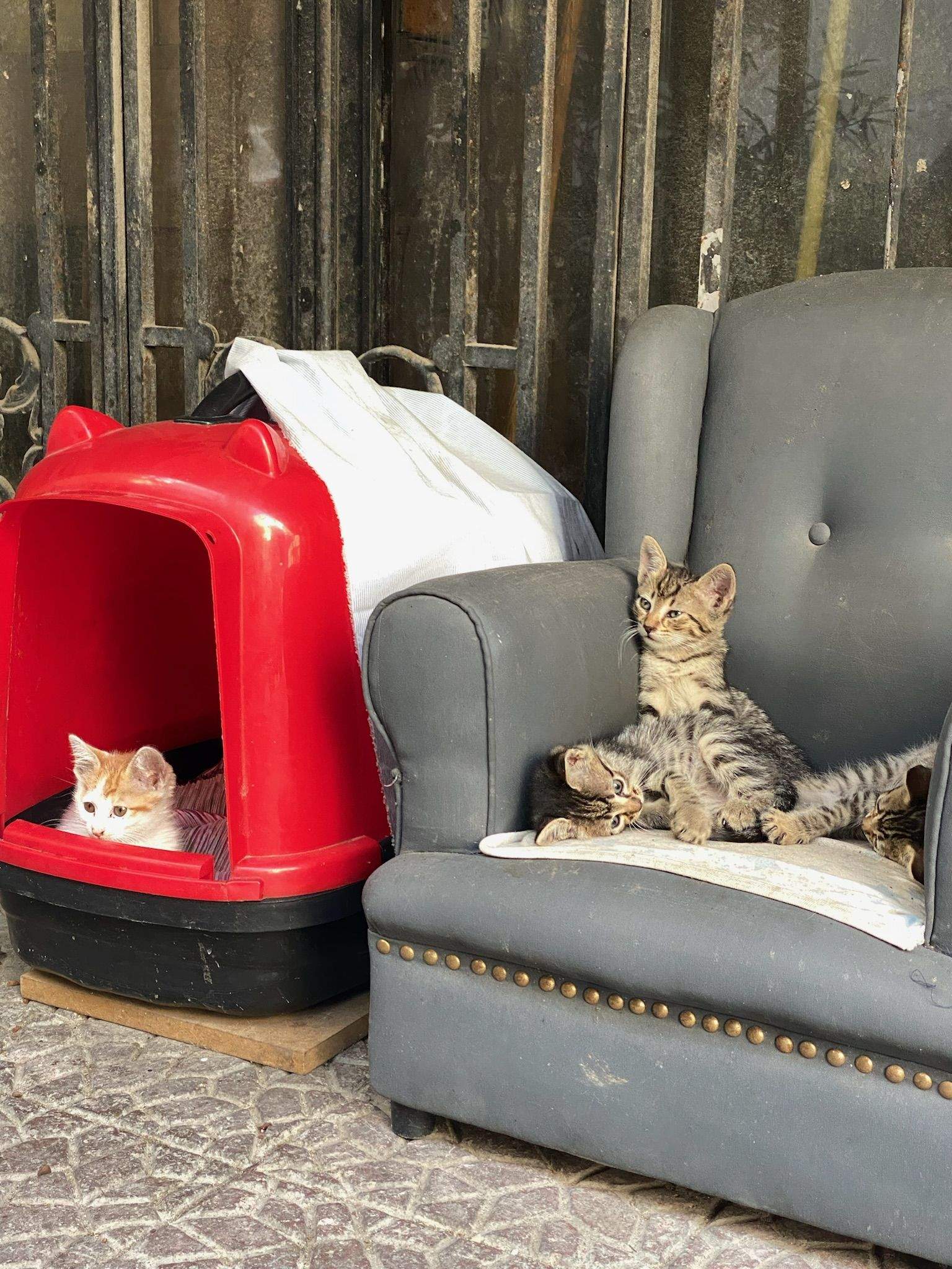 El chill out de los gatos turcos · Estambul, Turquía  FOTO:  Martin Pérez Grob