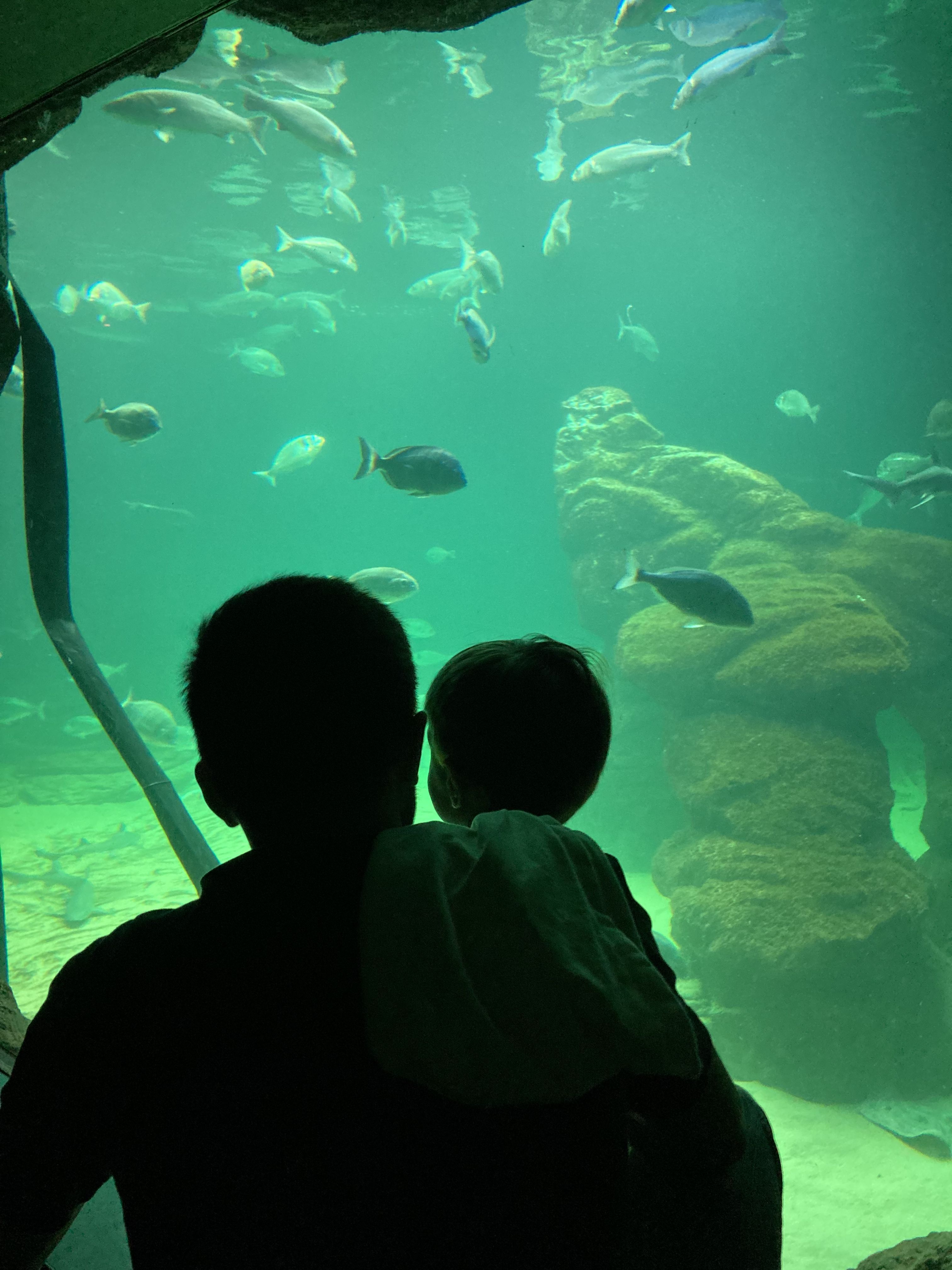 Descobrint la vida marina · Aquari de Santander  FOTO:  Mireia Arribas Piqué