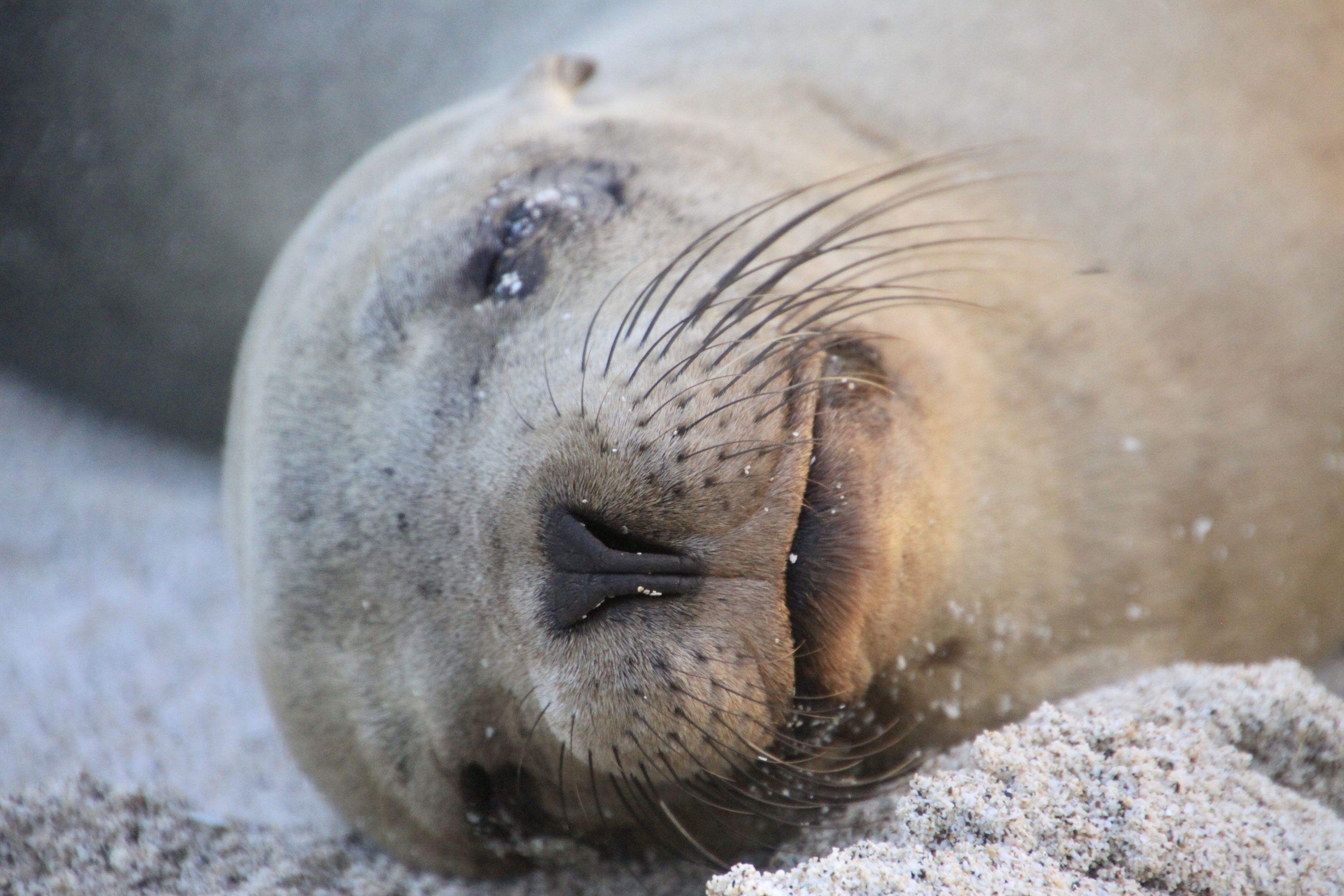 Descansant · Illes Galapagos, Ecuador FOTO:  Adrià Pinto Pardo
