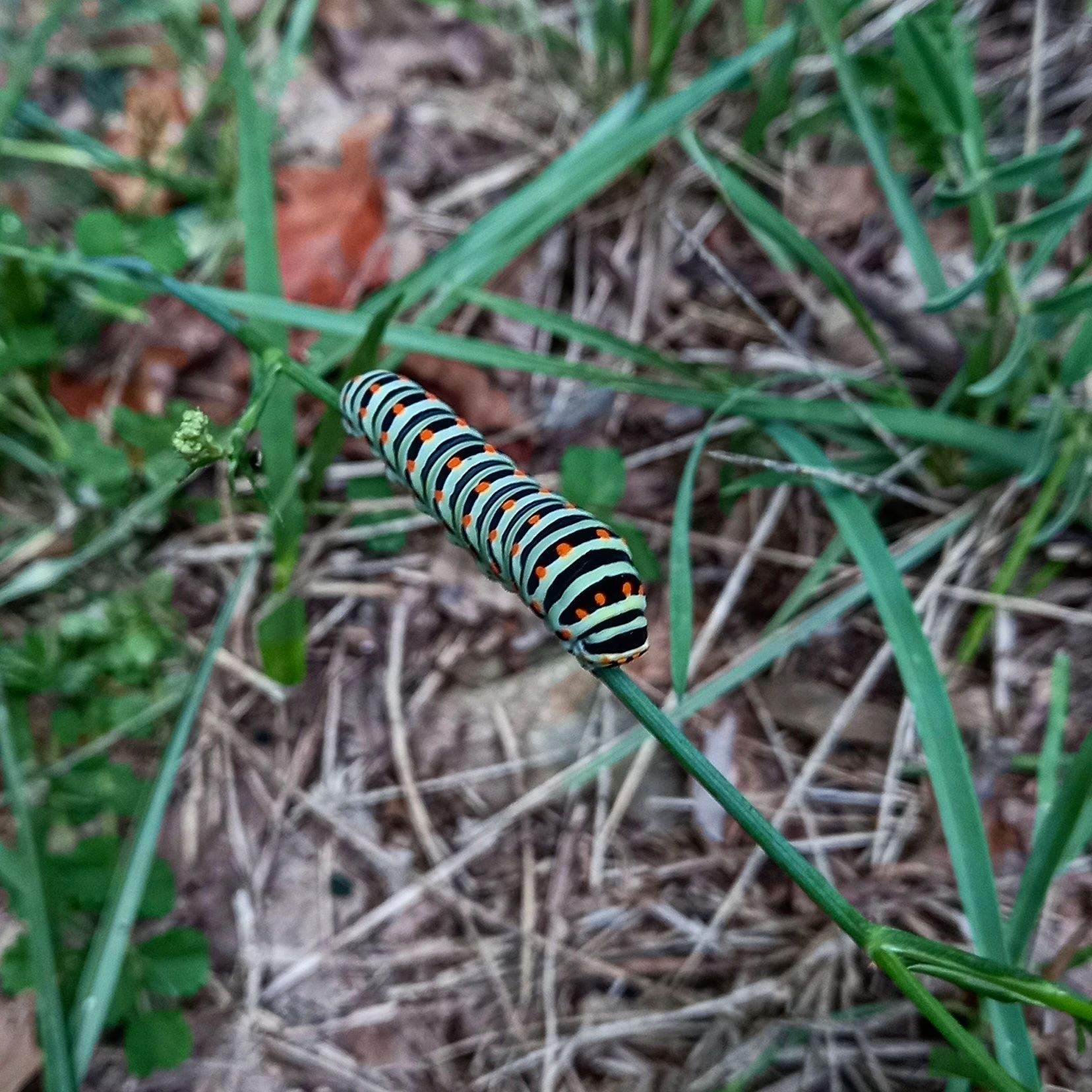 Cuc d'estiu · El Baell, Campelles FOTO:  Roser Campos Moron