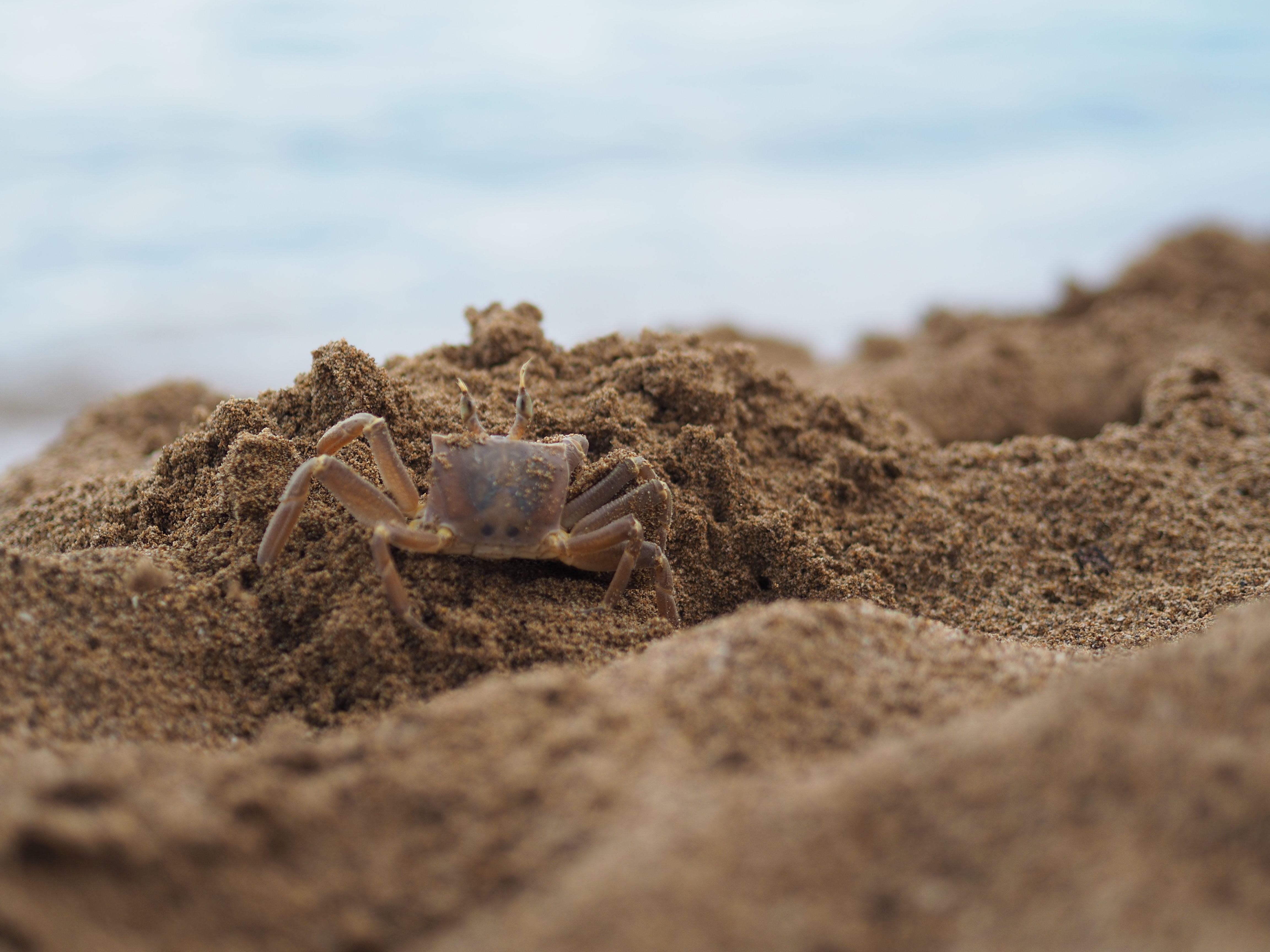 Crab after rain · Tsambika beach, Greece FOTO:  Razvan Catalin Tincescu