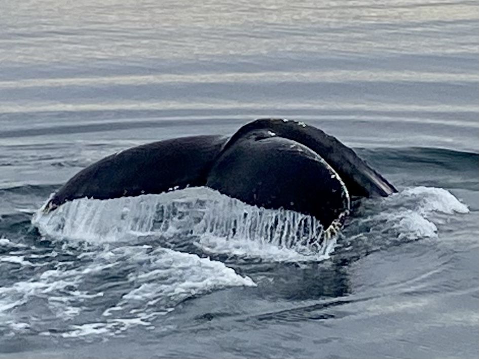 Cortina de balena · Islàndia (nord) FOTO:  Daniel Romaní Cornet