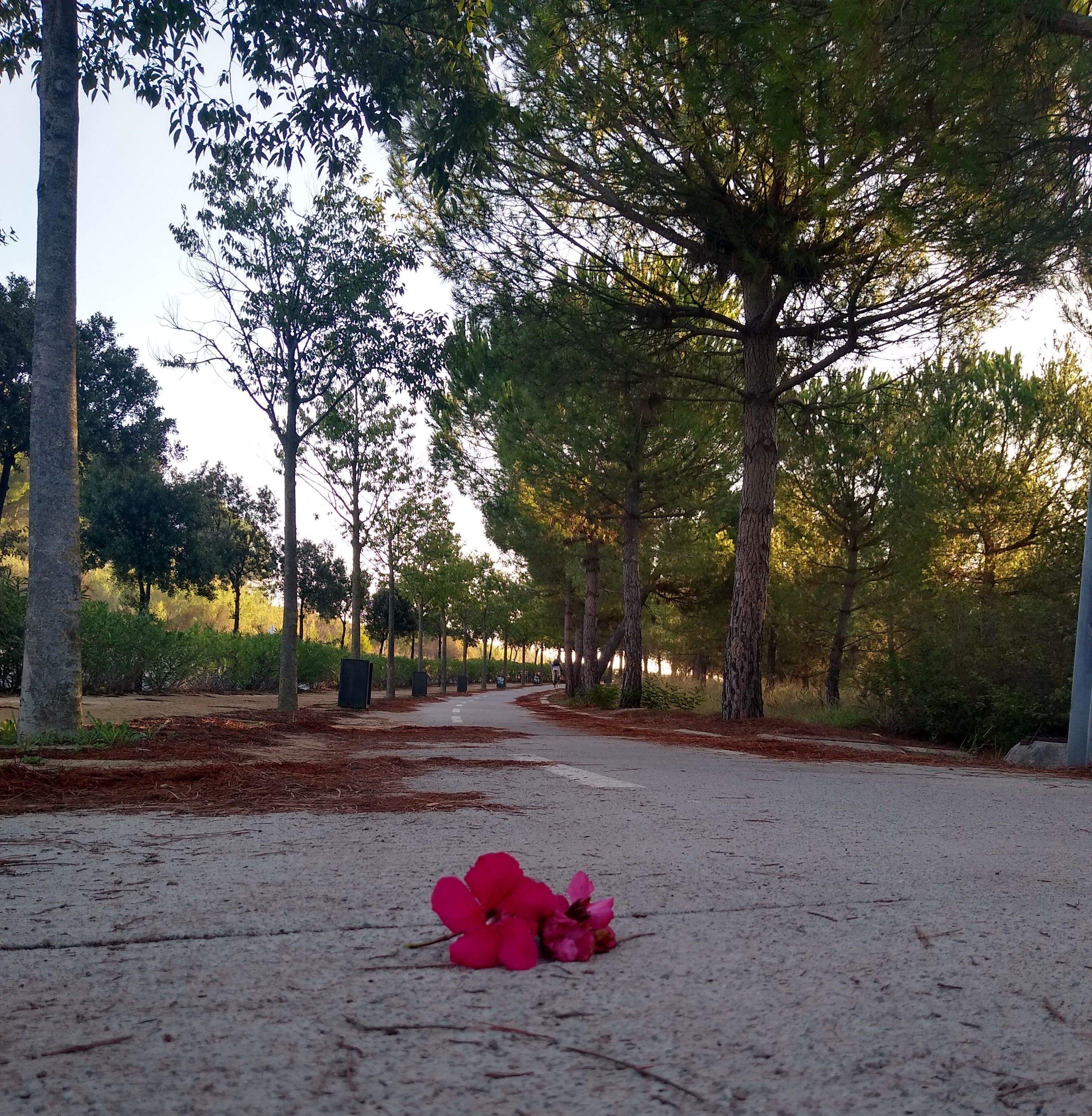 Comienzo del otoño · Sant Cugat FOTO:  Cristian  Huck Iriart 