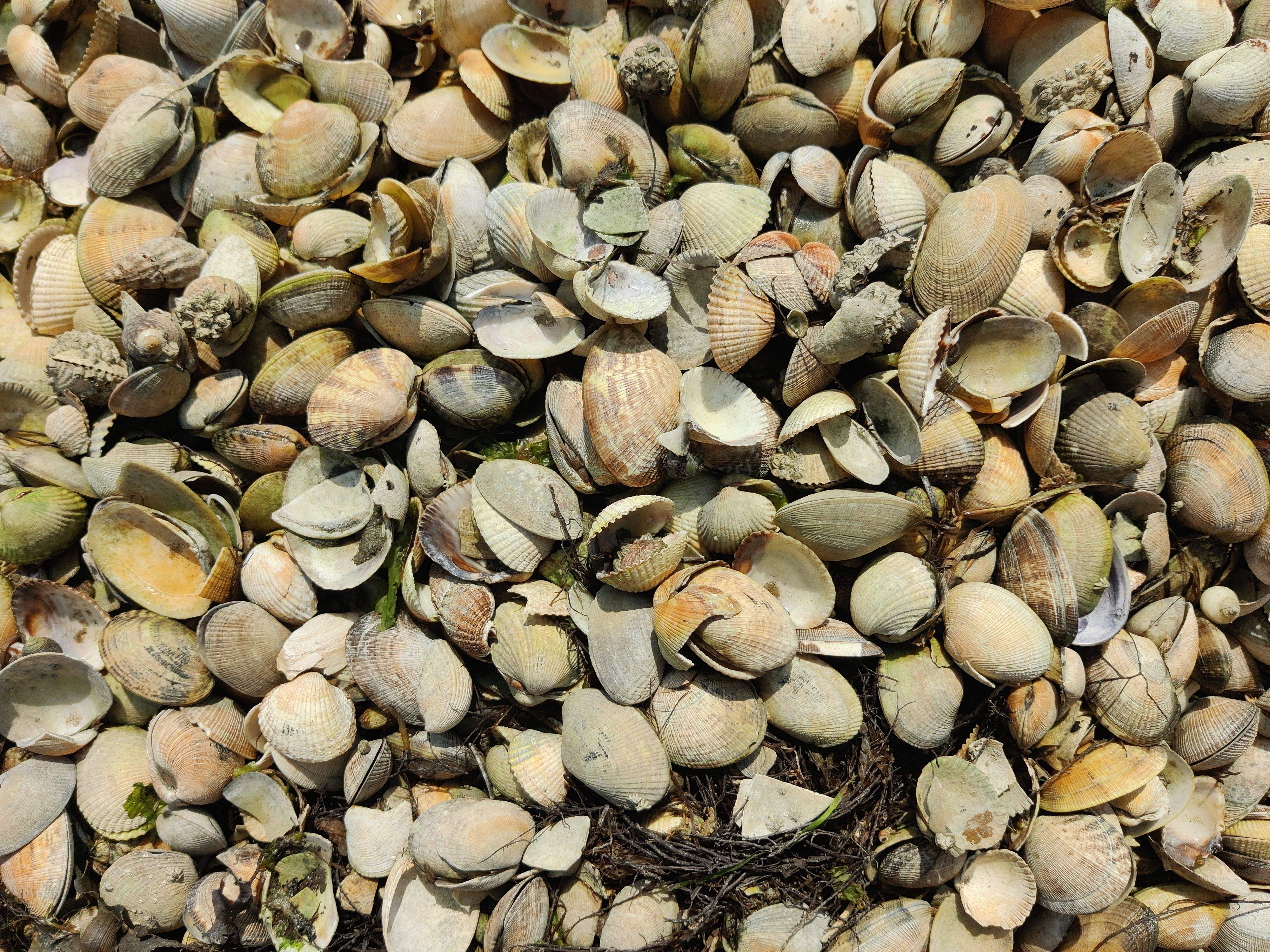 Cloïses de Carril · Carril (Galicia) FOTO:  Lucas Moreno Sanz