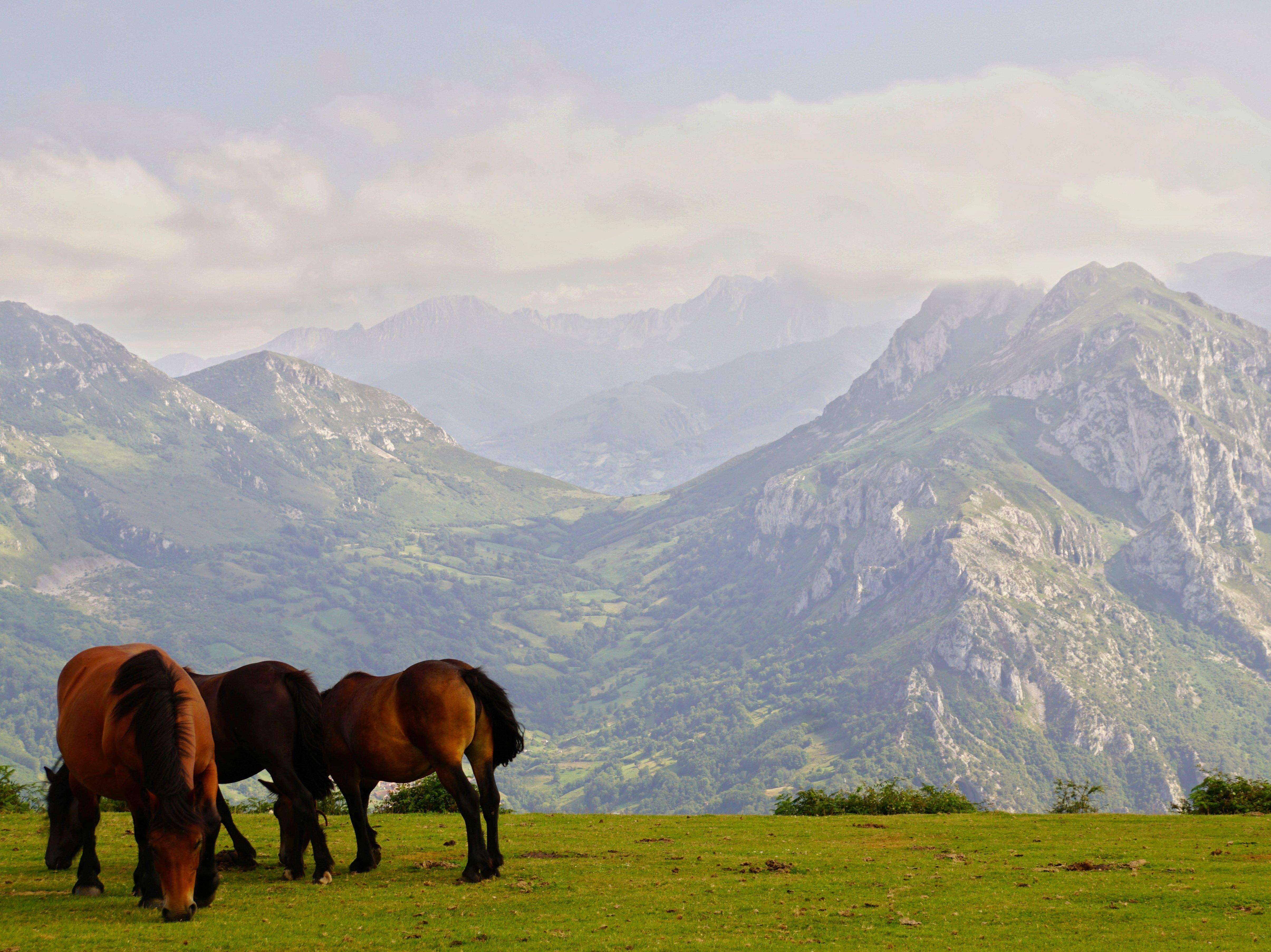 Cims · Astúries FOTO:  Víctor Ferrer Fernández