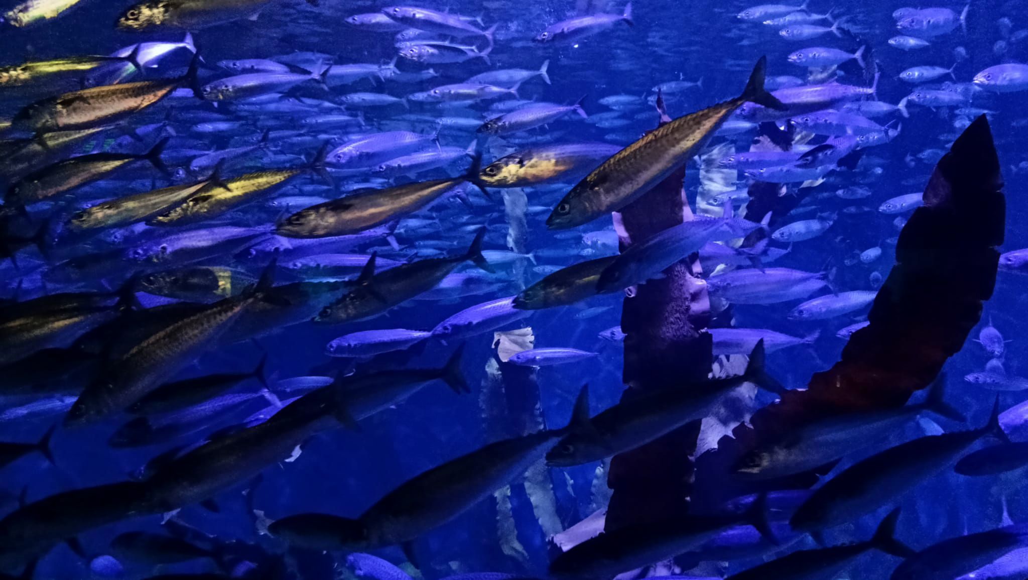 Banco de peces · Valencia FOTO:  Ana Ilinca 