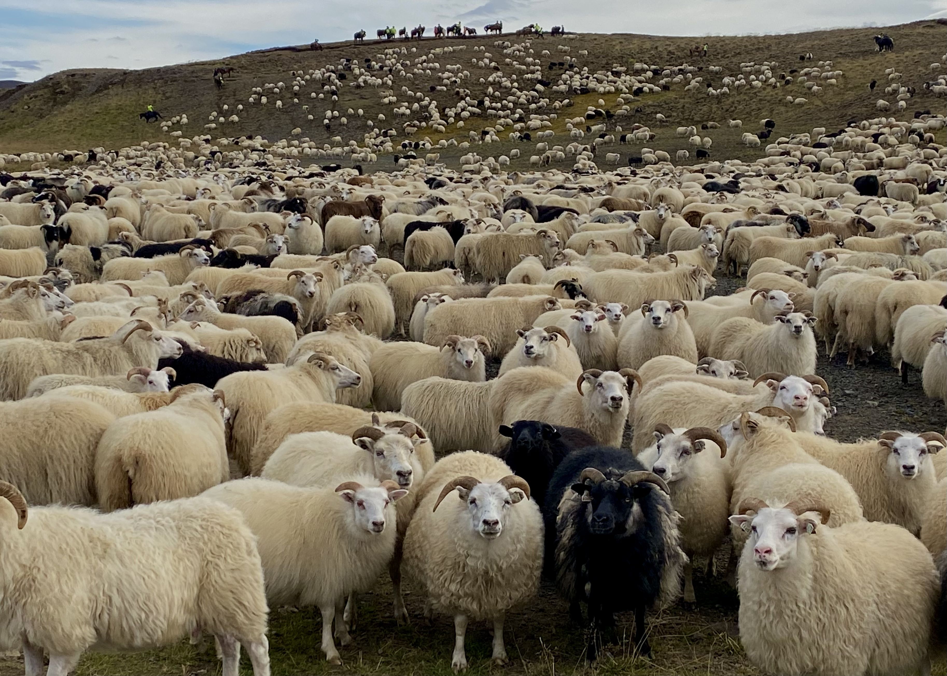 Aplegant les ovelles, a hibernar! · Islàndia  FOTO:  Elisabet Capdevila Tomàs