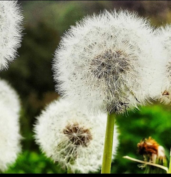 Al Parc Natural de la Serra de Coll · La Rierada. La Floresta FOTO:  Cristina  Pou Satorre